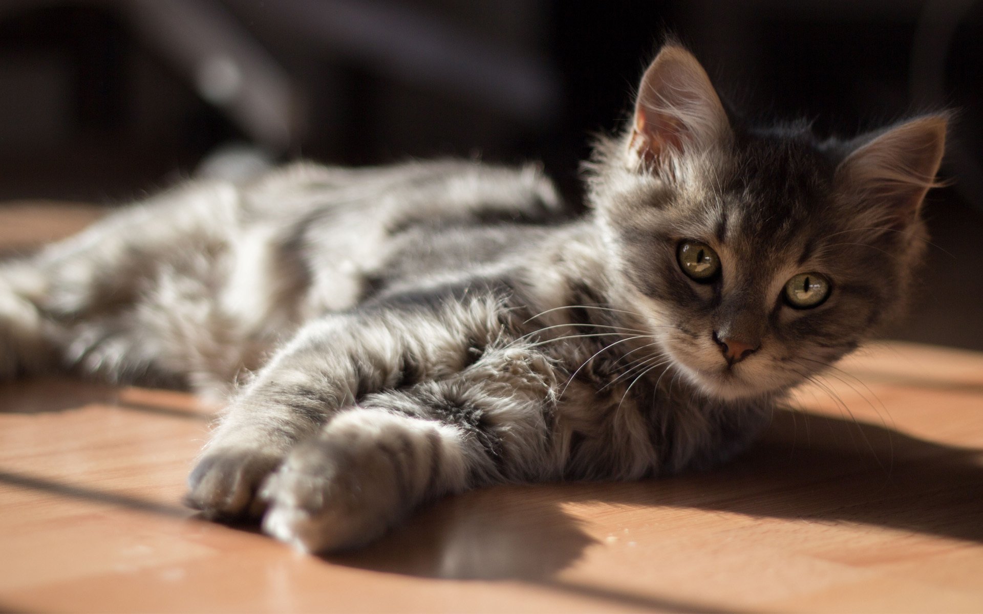 kätzchen katze boden sonne