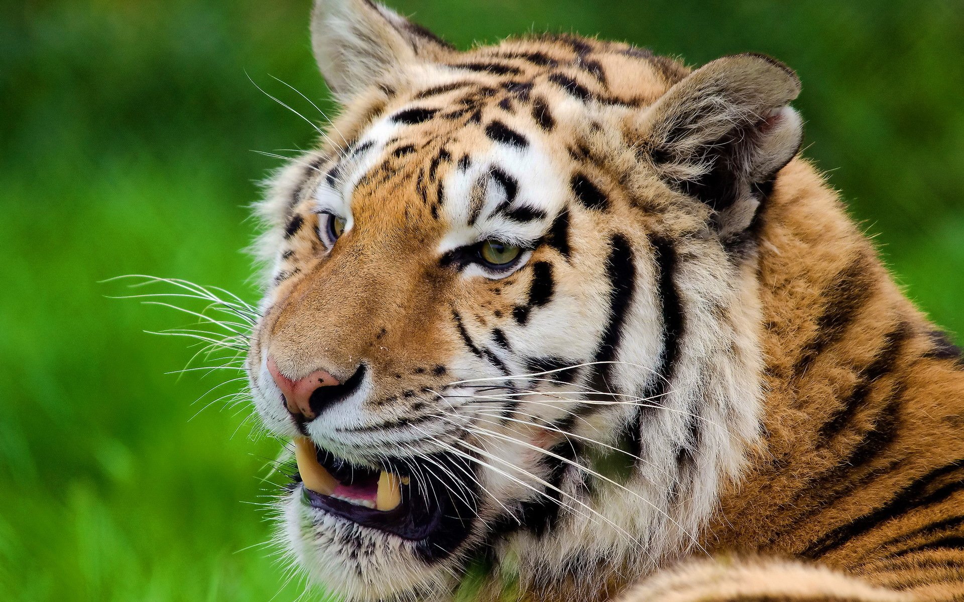 tigre museau moustache bandes à la recherche reste