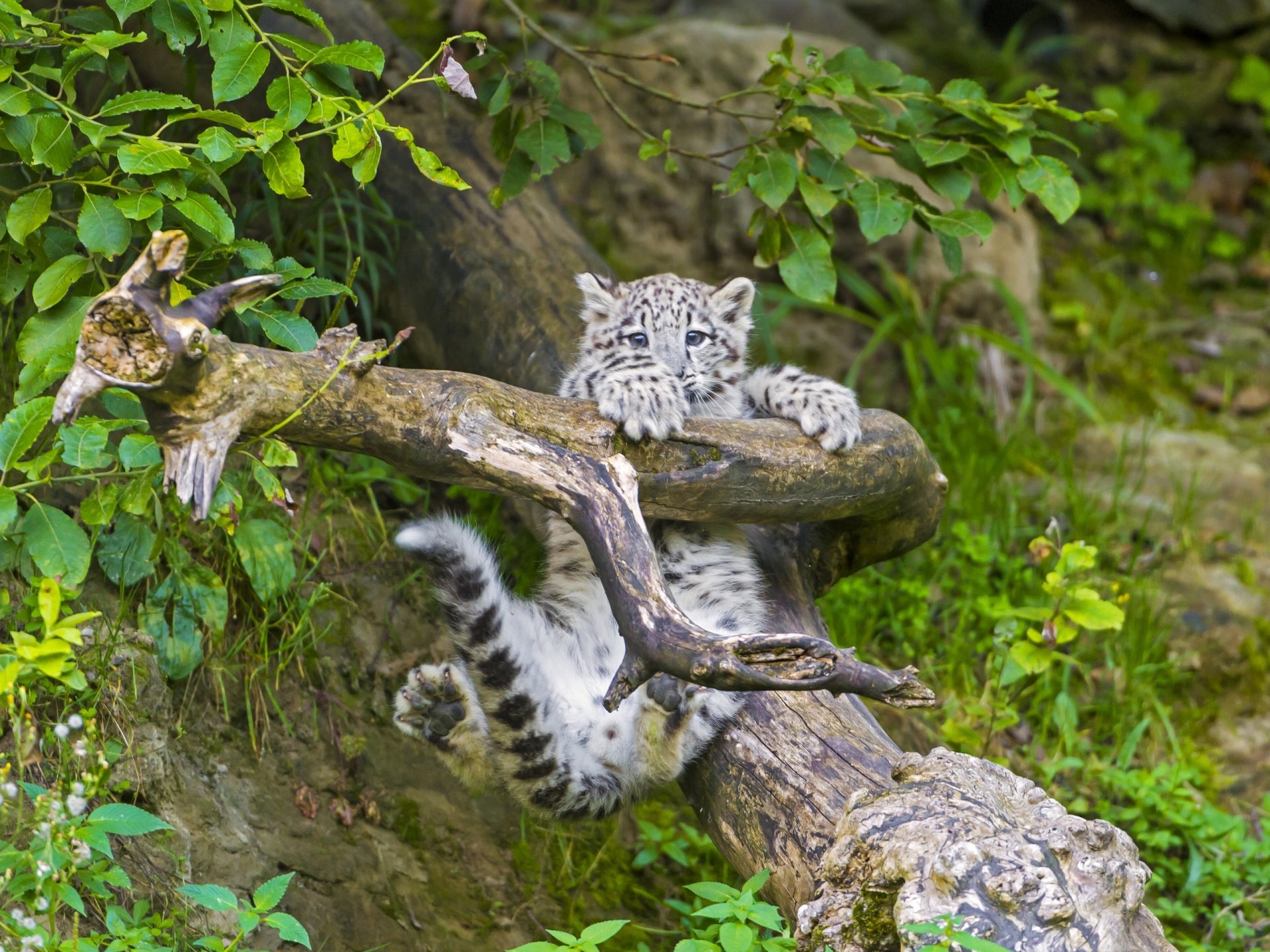 now leopard snow leopard branch