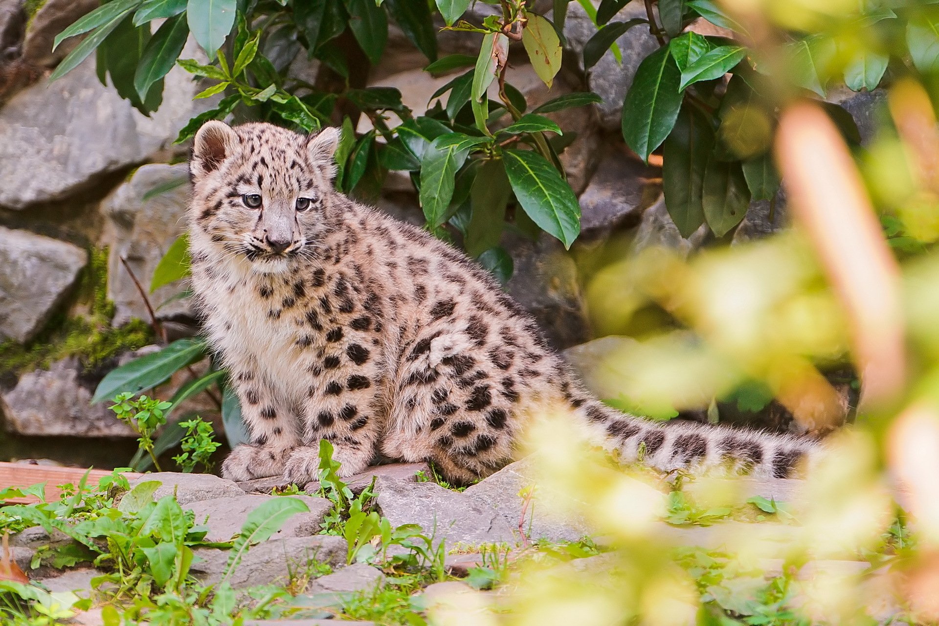 leopardo de las nieves irbis rocas follaje borrosidad