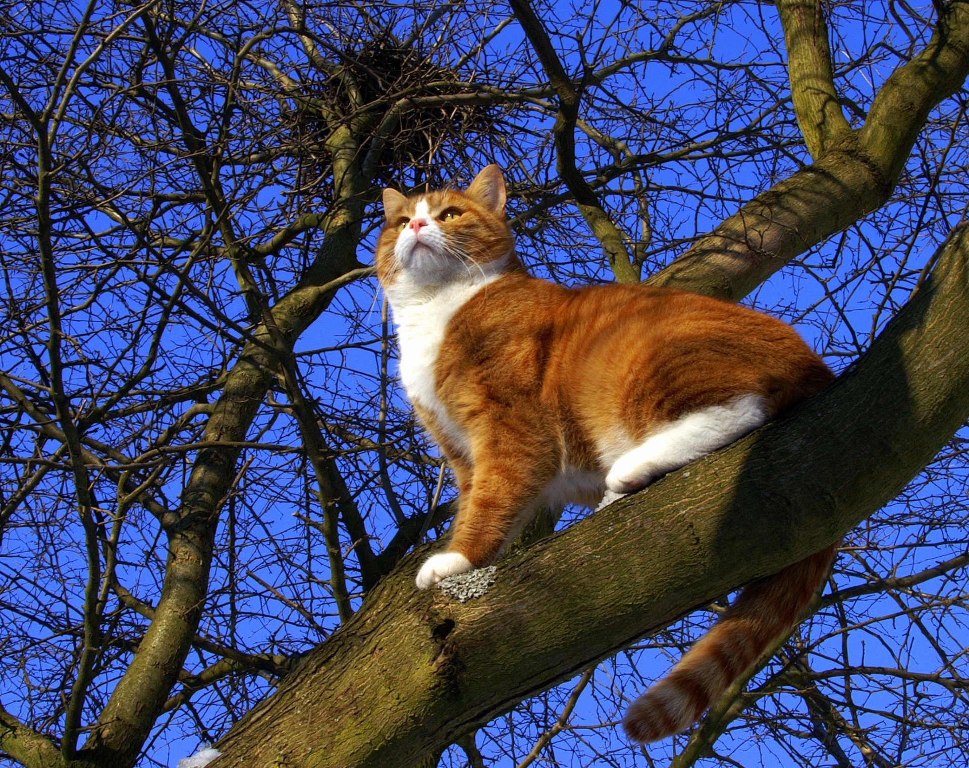 mats & amp; muffi gato gato pelirroja coño árbol cielo primavera