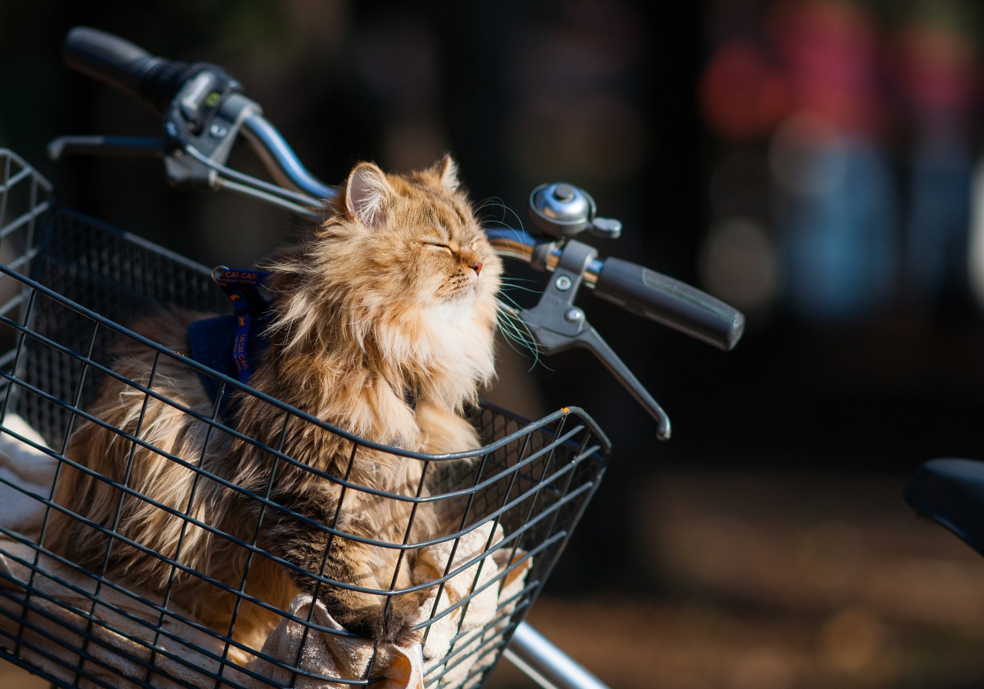 benjamin torod ben torod margherita gatto bicicletta cestino sole