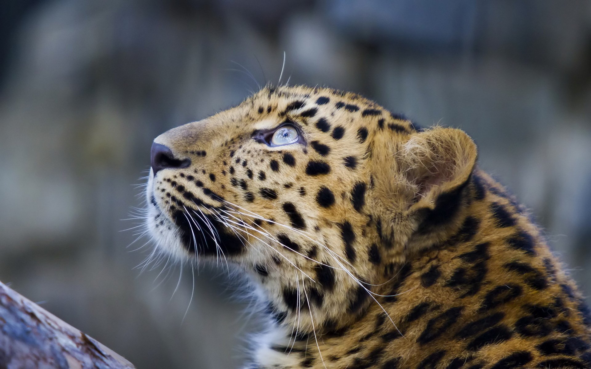 leopardo hocico bigote mirada hacia arriba