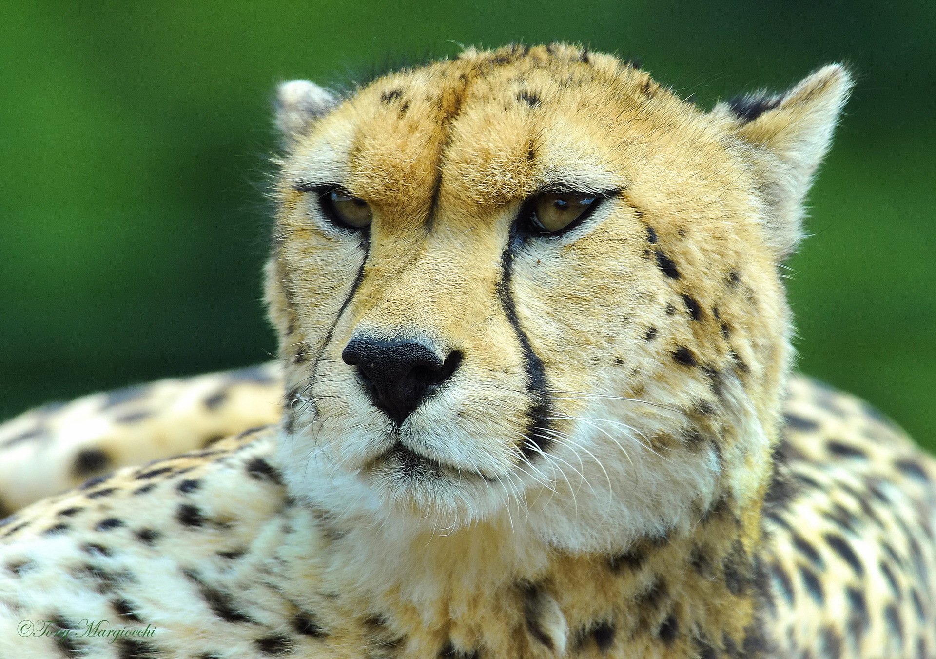 guépard museau vue moustache léopard de chasse