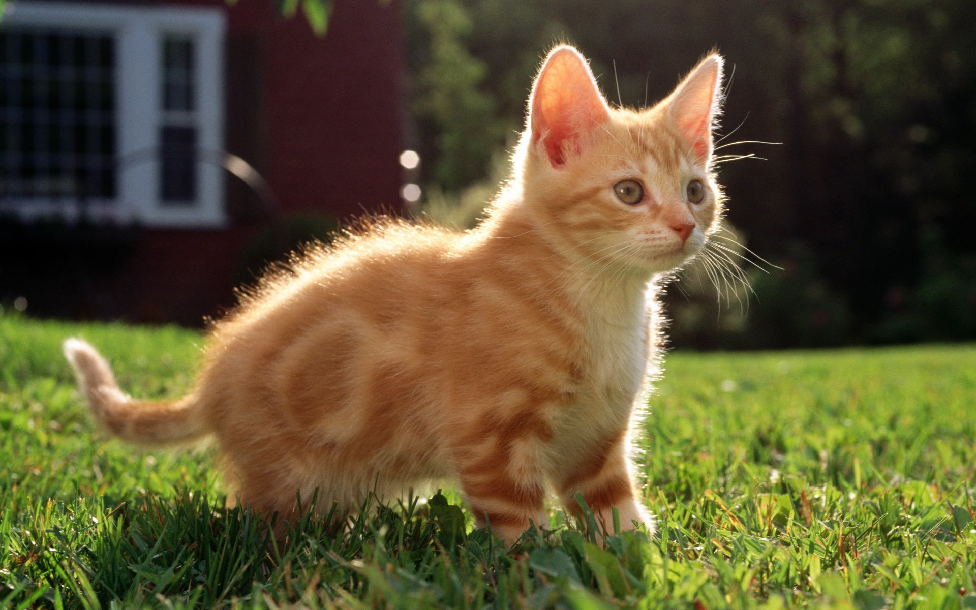 katze katze kätzchen rot haus gras gestreift