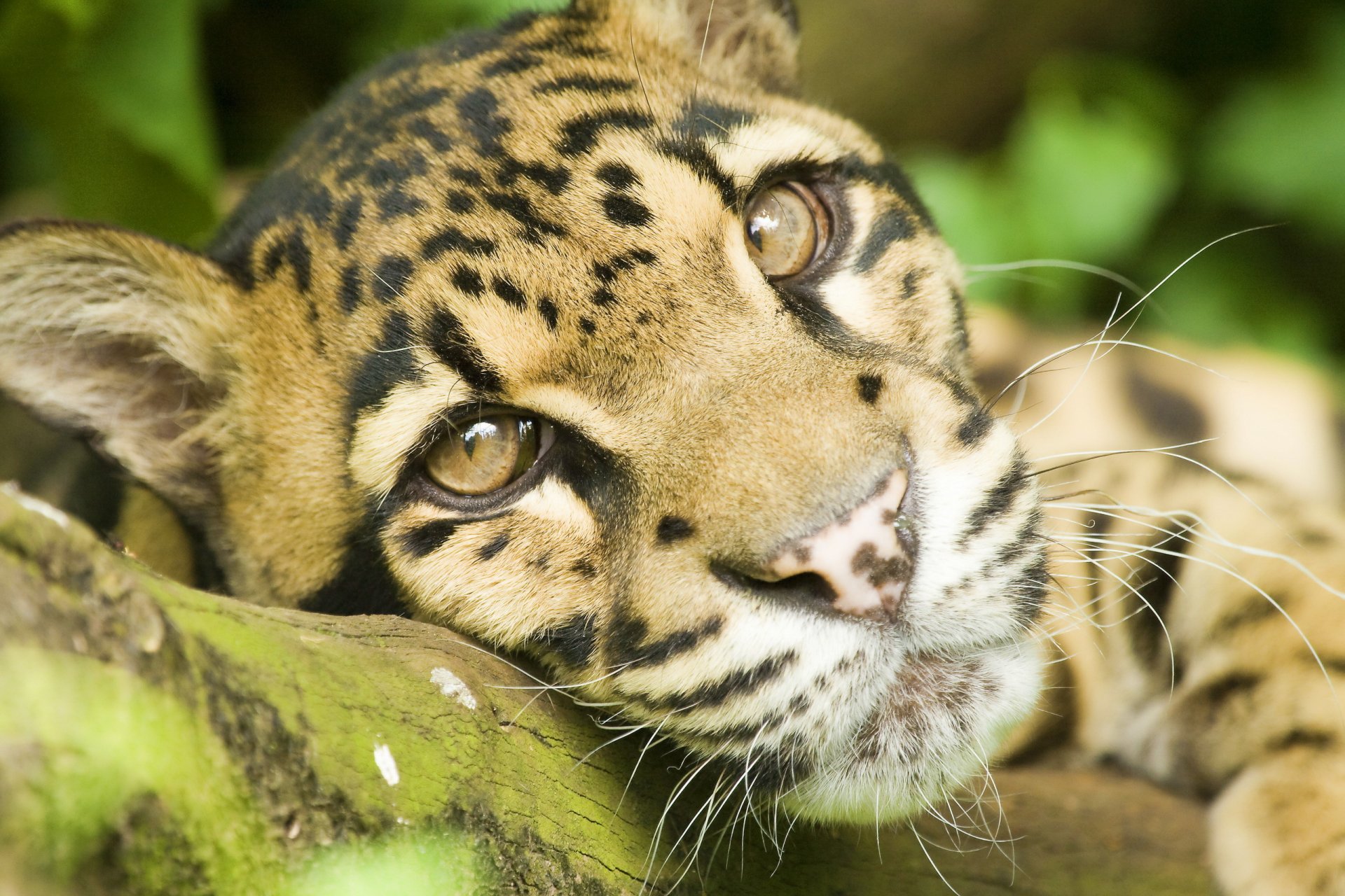 leopardo ahumado hocico bigote mirada mentira descanso