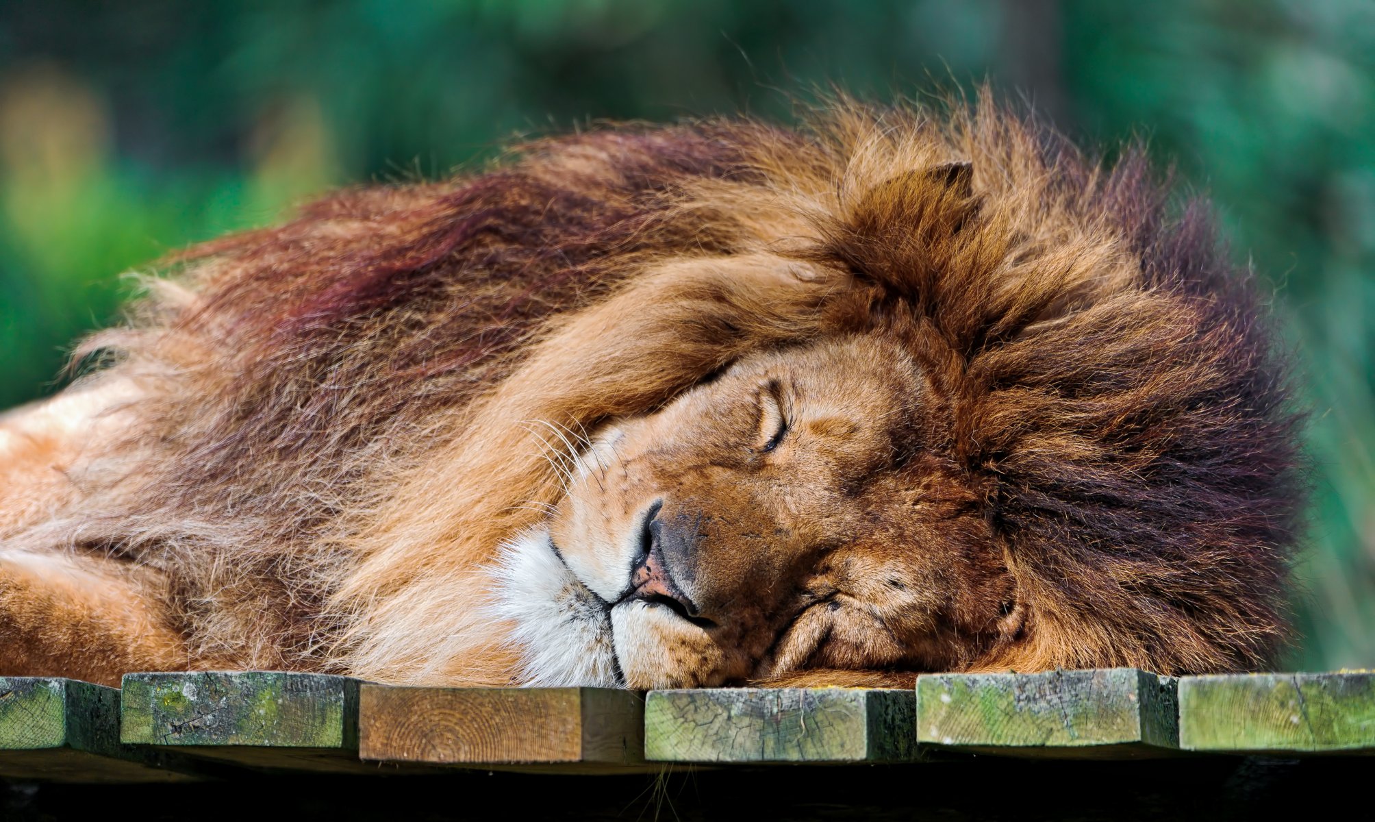 löwe schlafender löwe könig der tiere raubtier