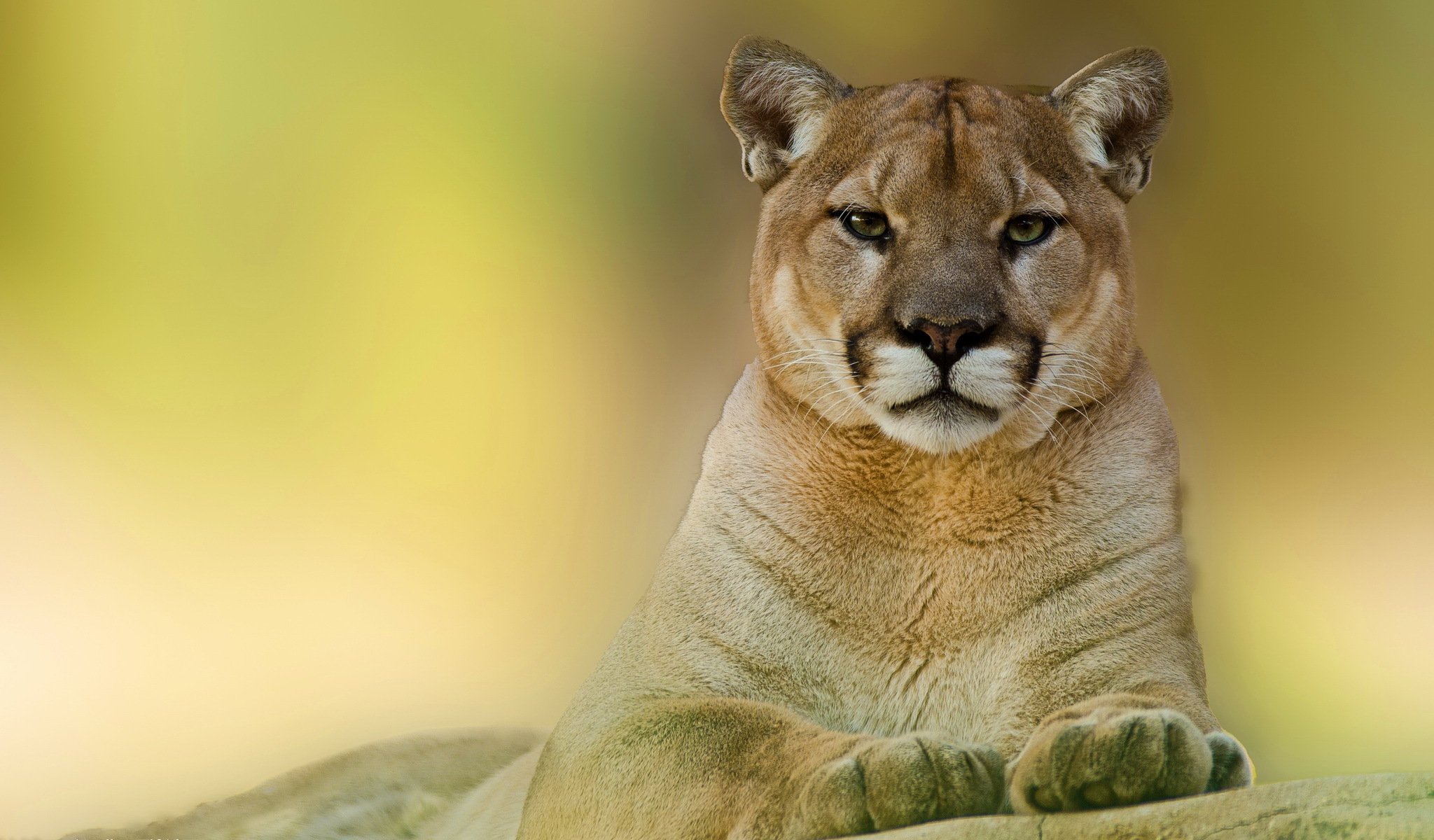 puma leone di montagna muso vista predatore