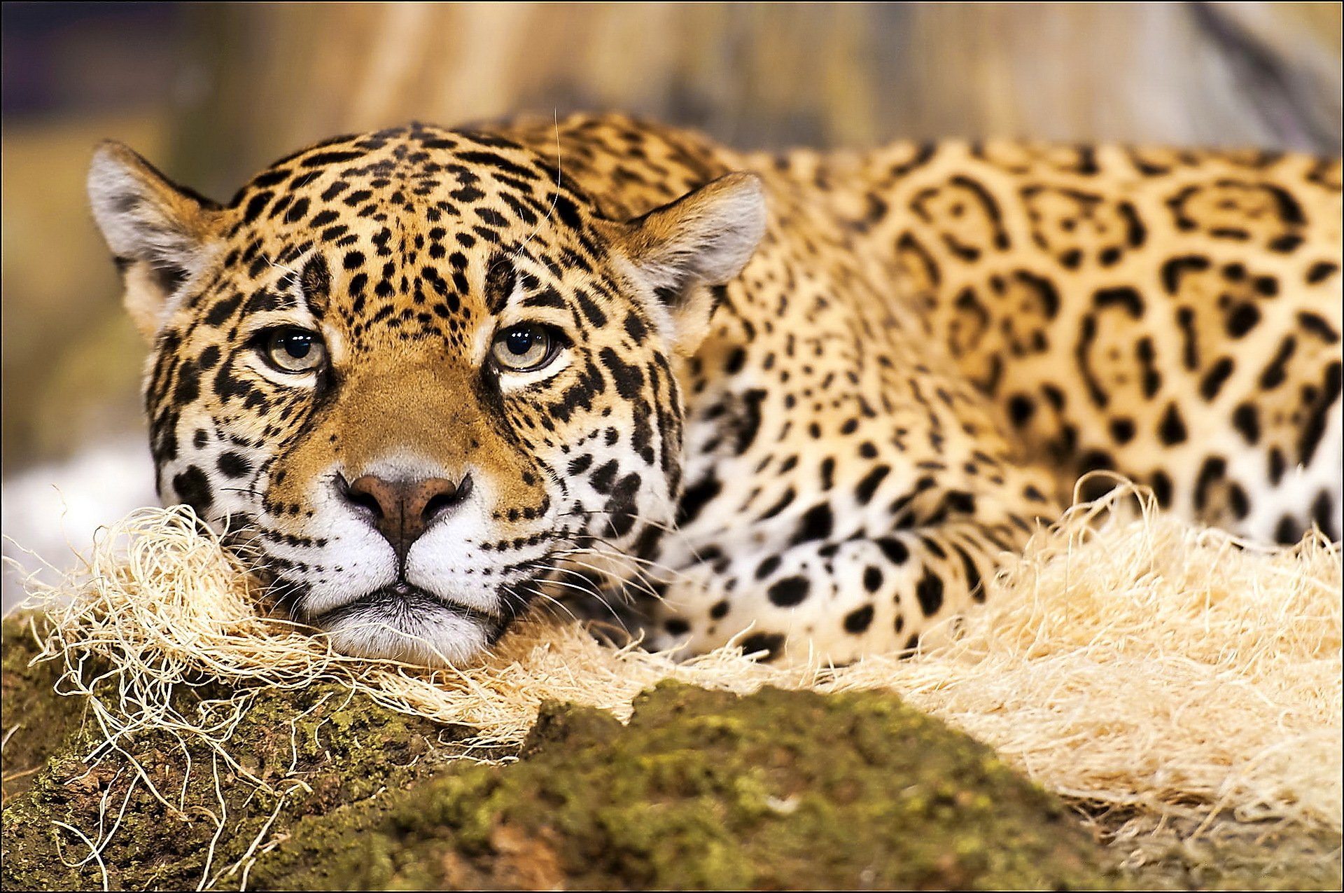 jaguar schnauze schnurrbart flecken raubtier blick