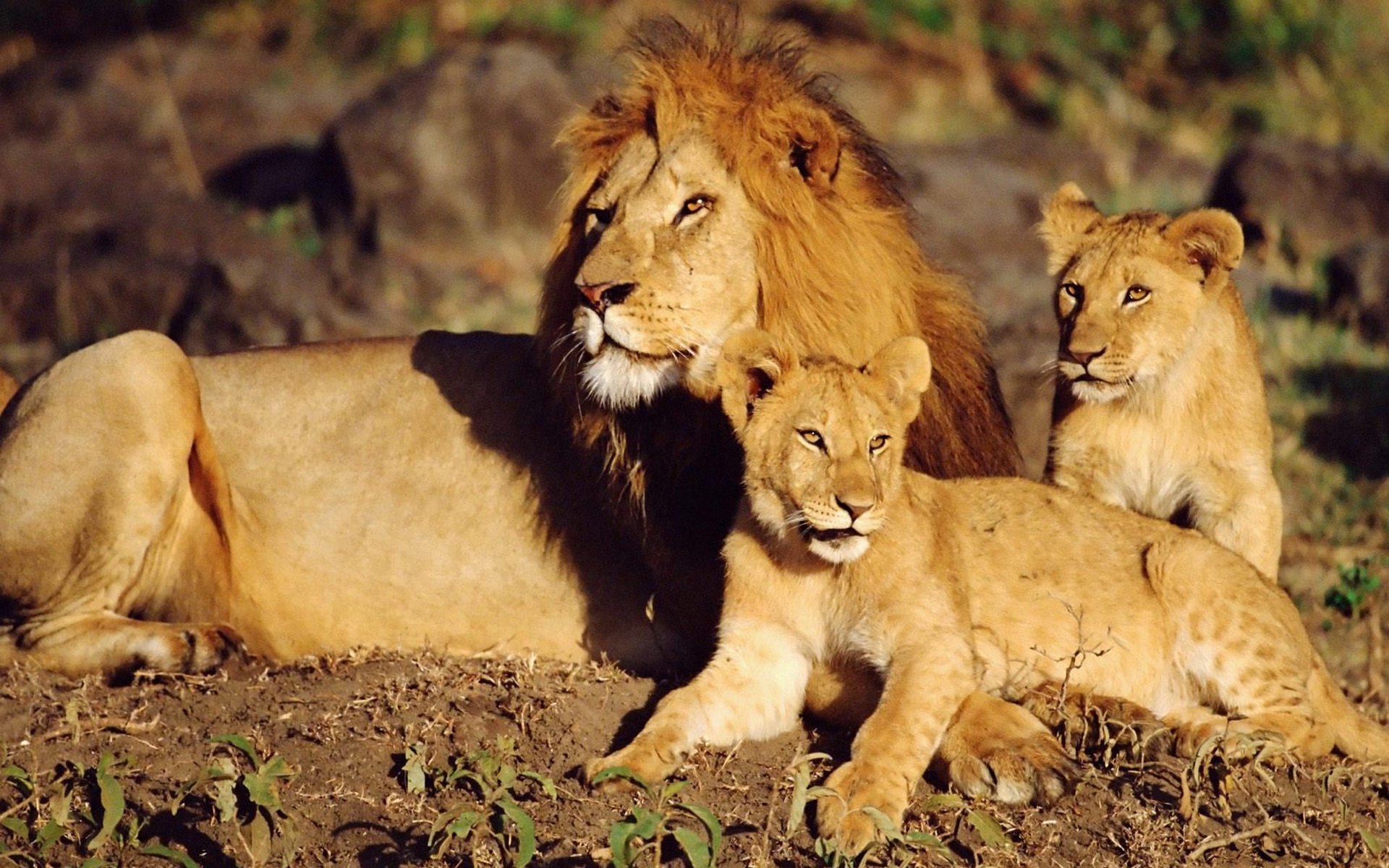 gatti selvatici leone cuccioli di leone