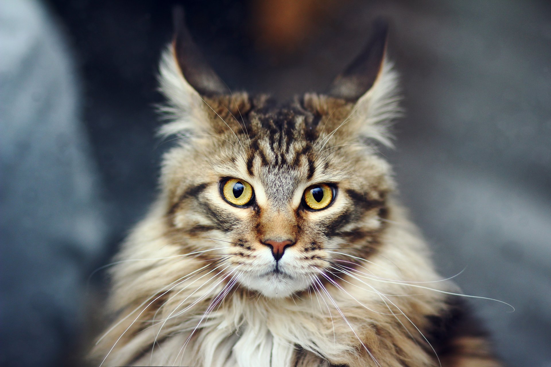 chat chat maine coon maine coon