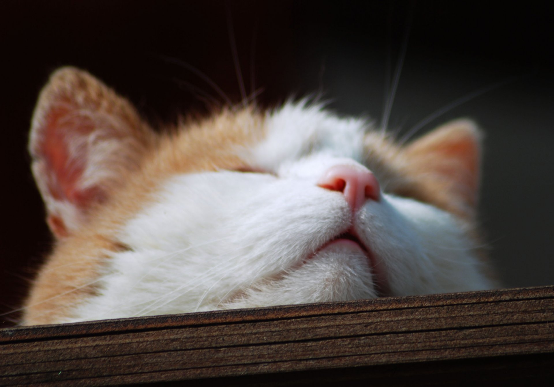 gato gato hocico hocico nariz macro madera tablero bigote