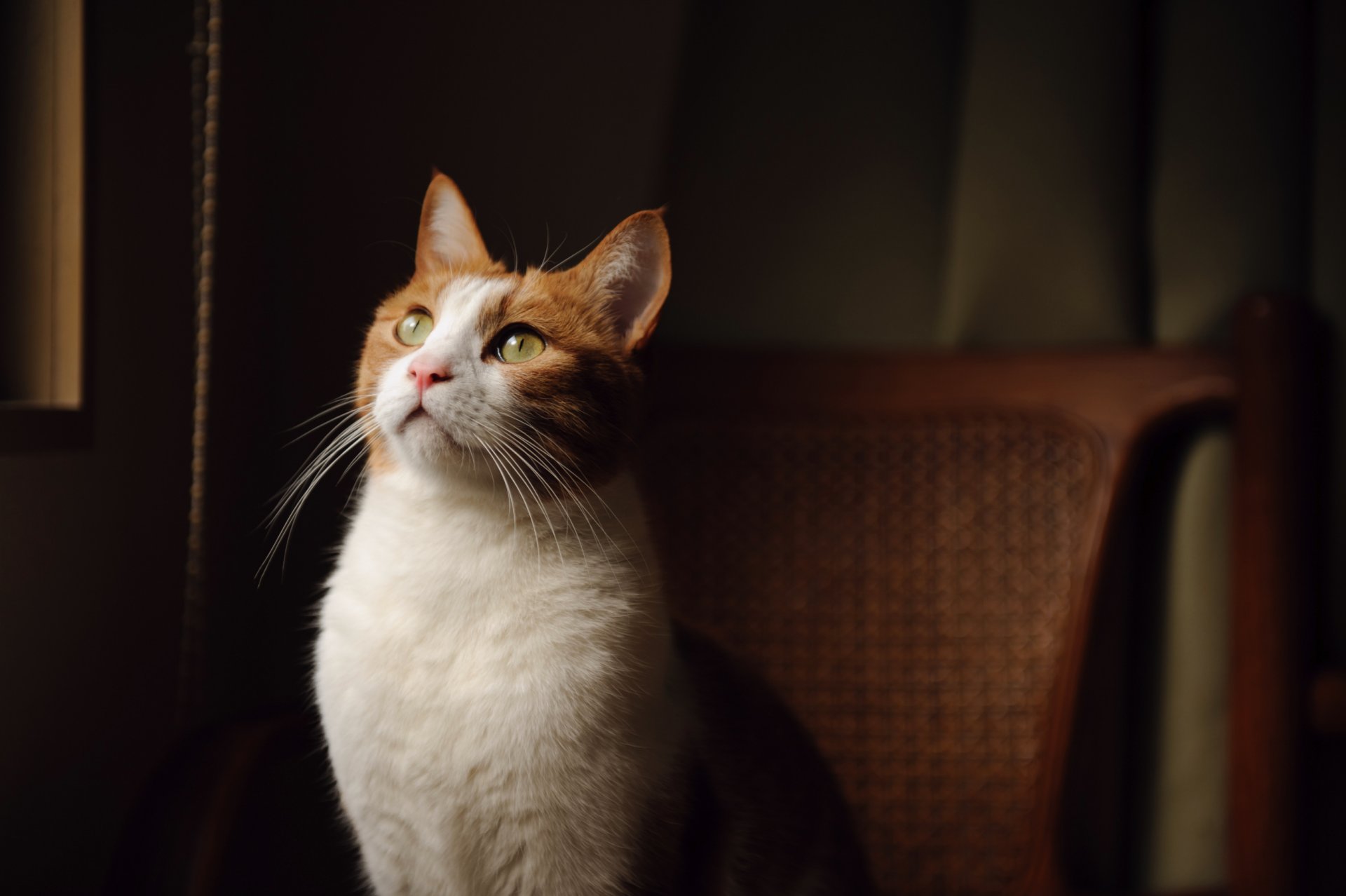 chat blanc-rouge couleur yeux verts regard chaise