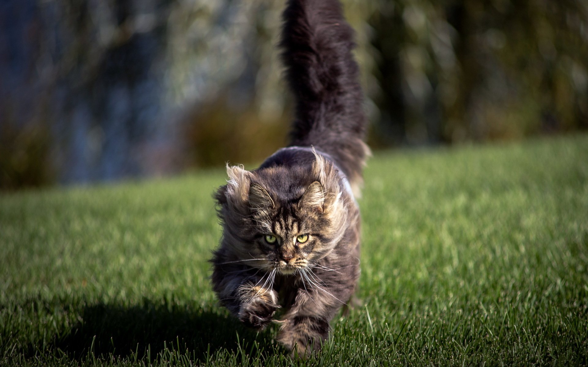 cat the field background