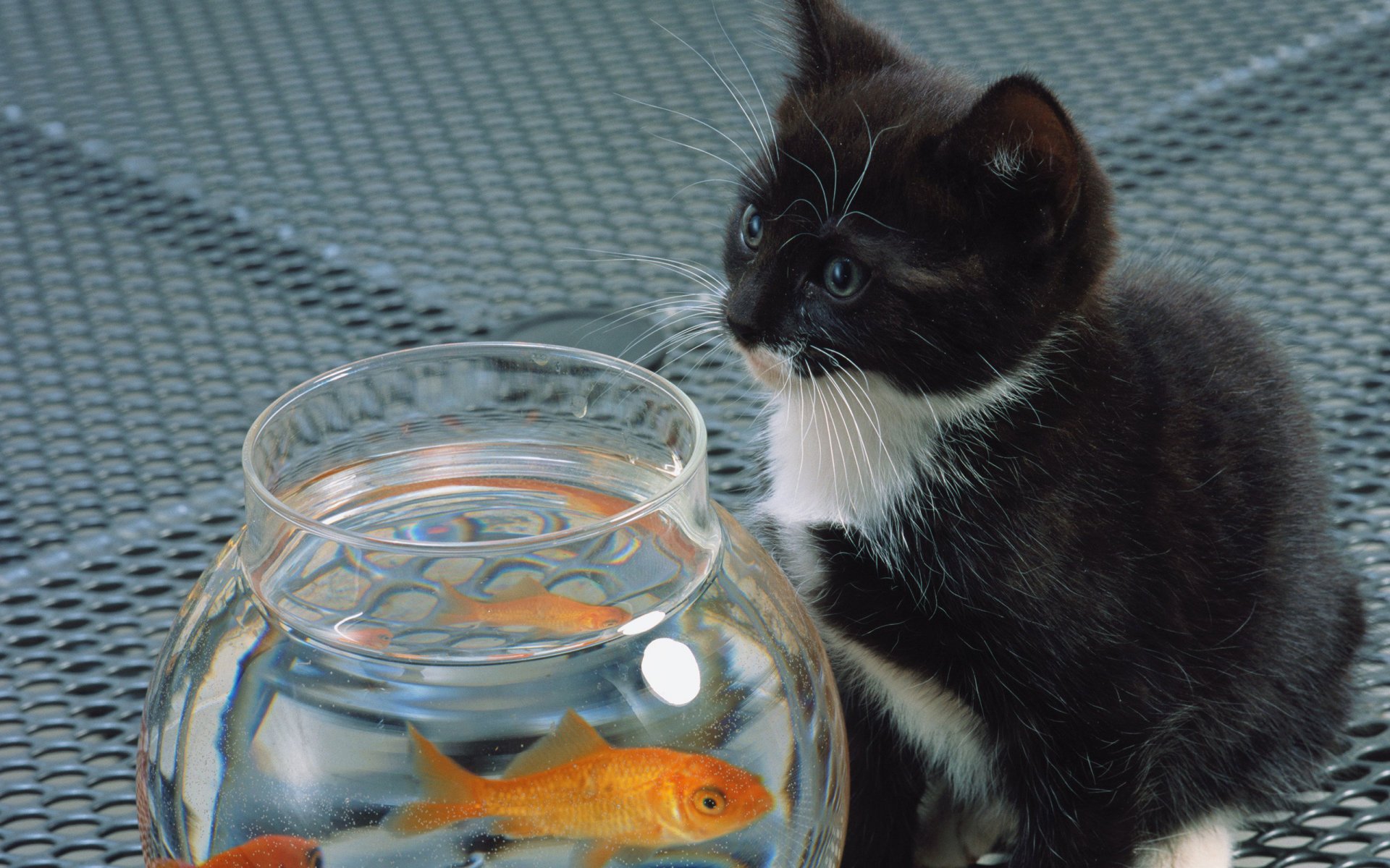 katze katze aquarium fisch kätzchen schwarz weiß