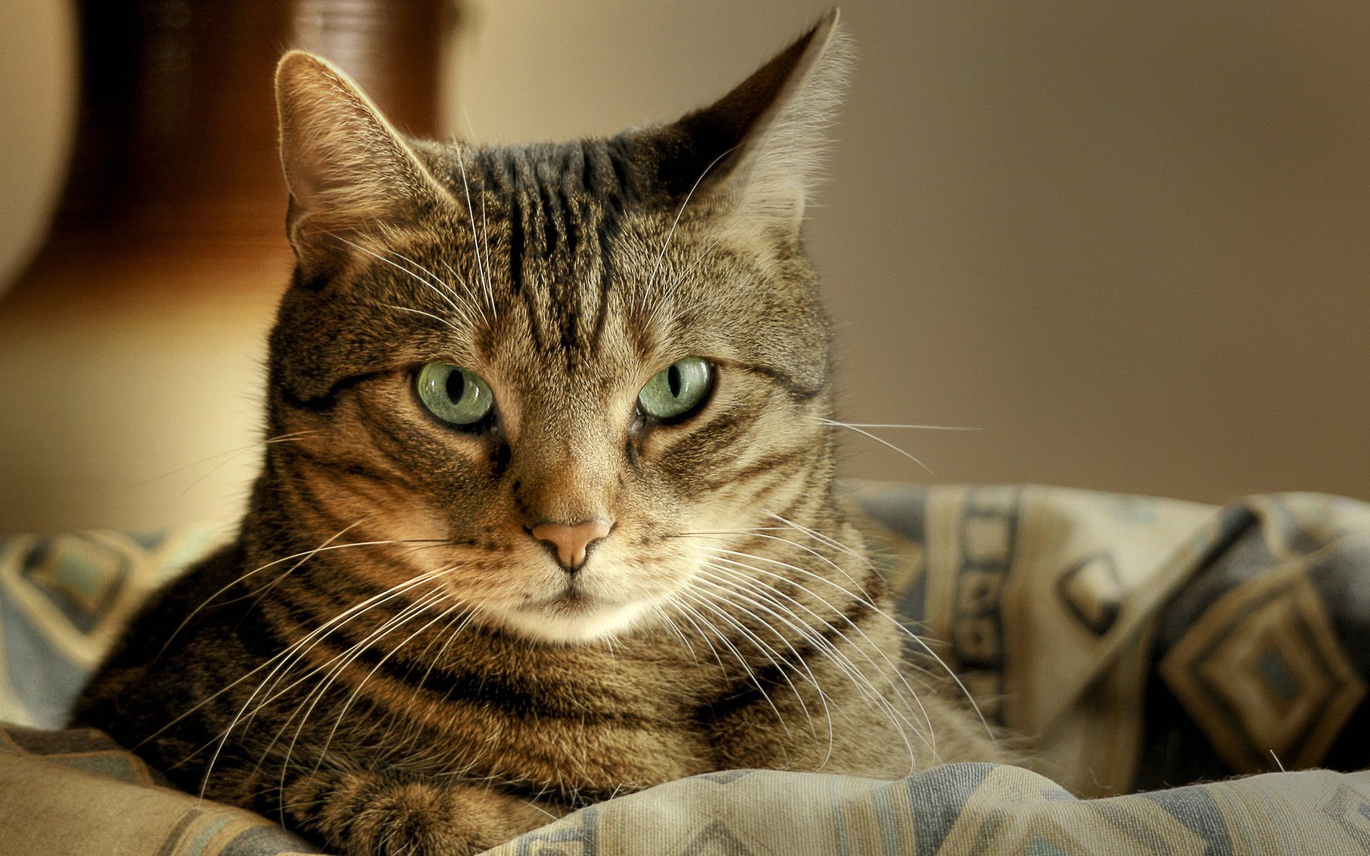 cat cat macro macro green eyes basket lies look striped