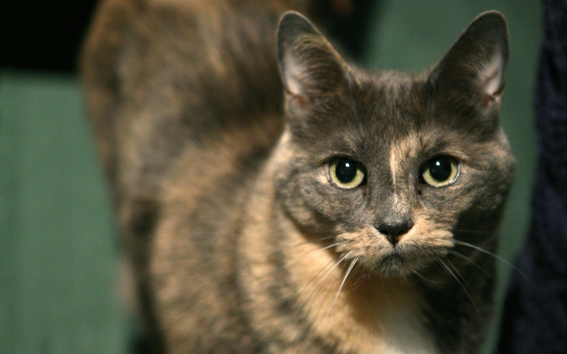 katze schnauze schön schnurrbart groß augen