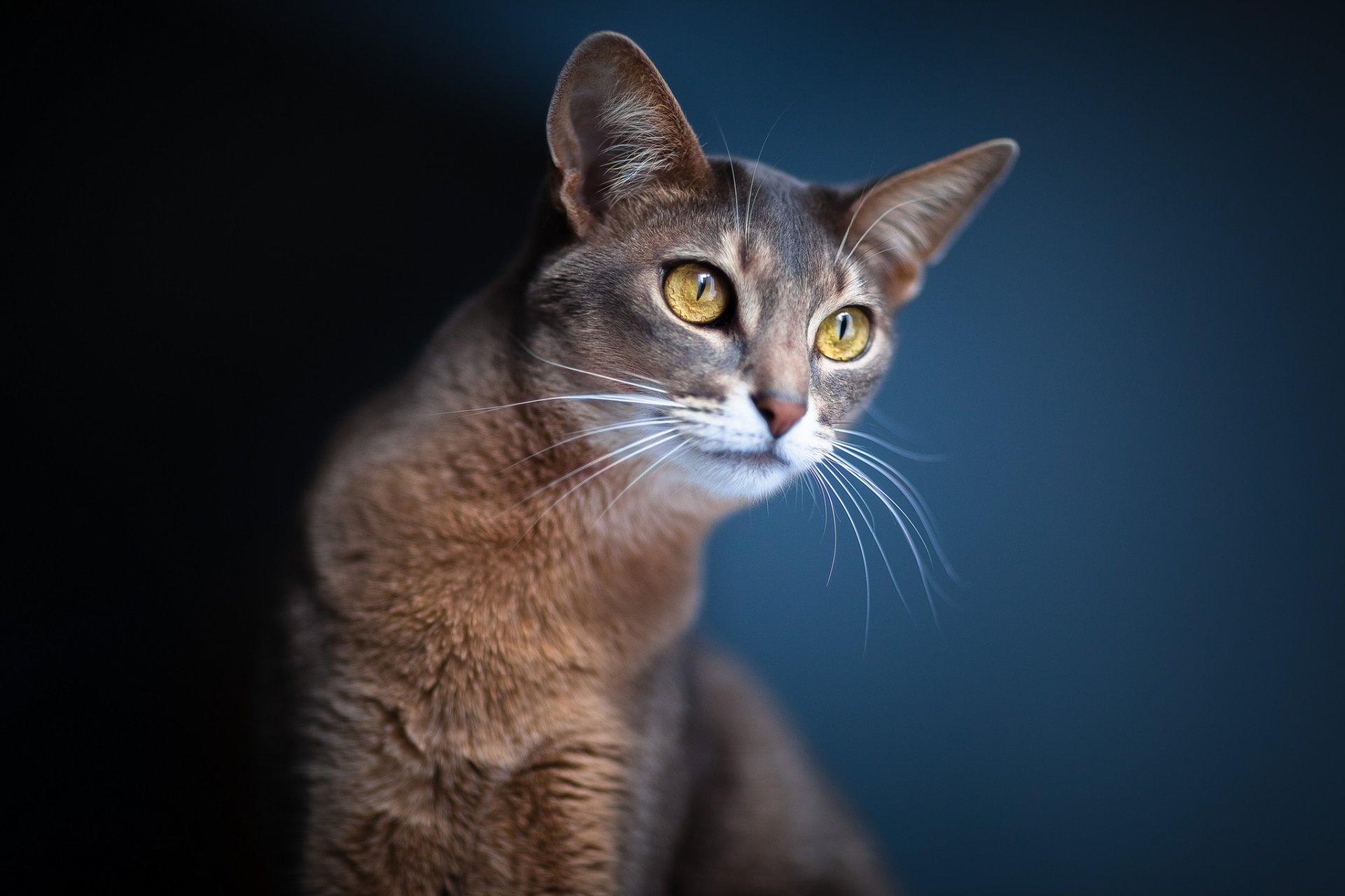 gatto gatto orecchie occhi sguardo sfocatura sfondo blu