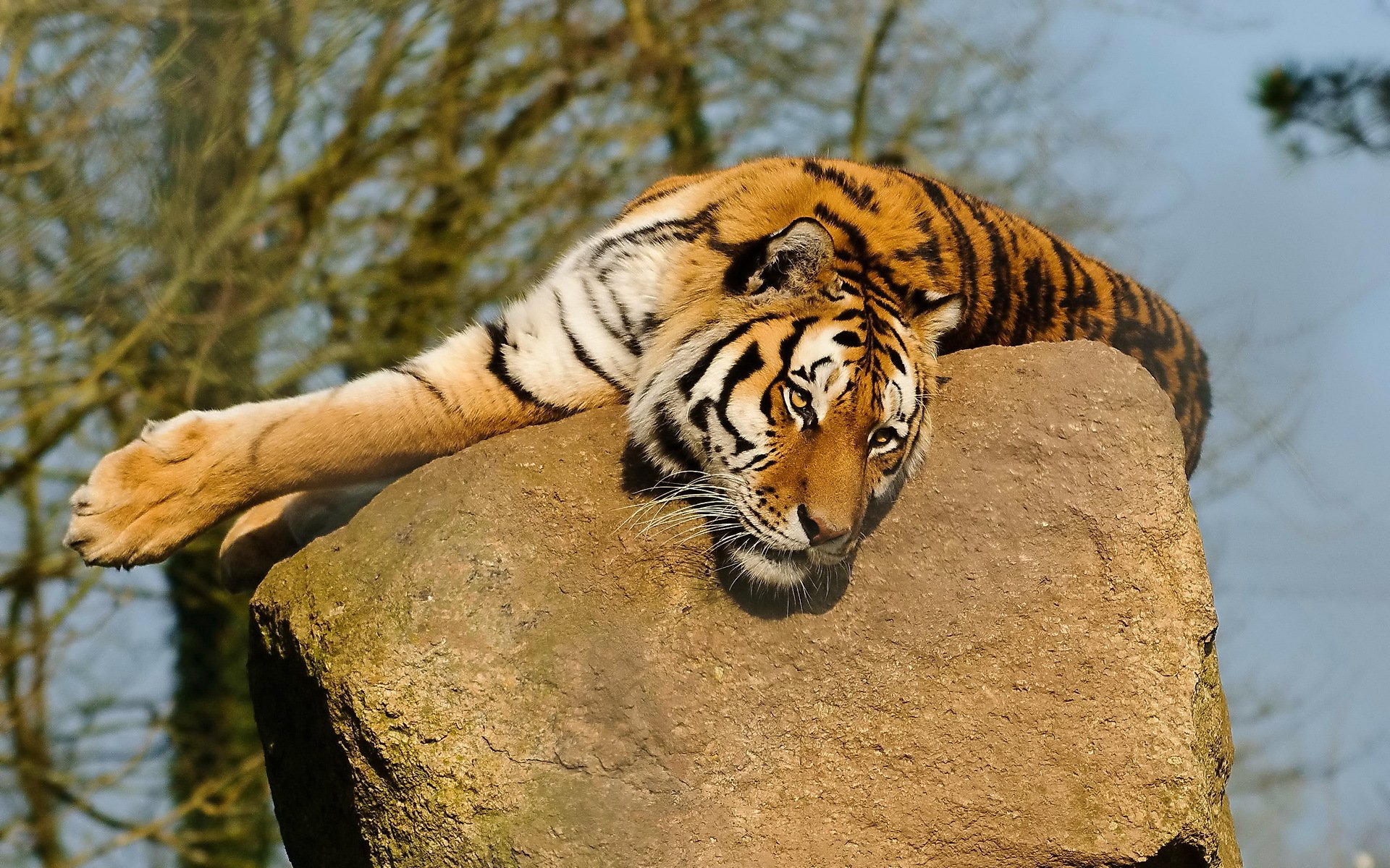 tiger feet face mustache watches is on a rock