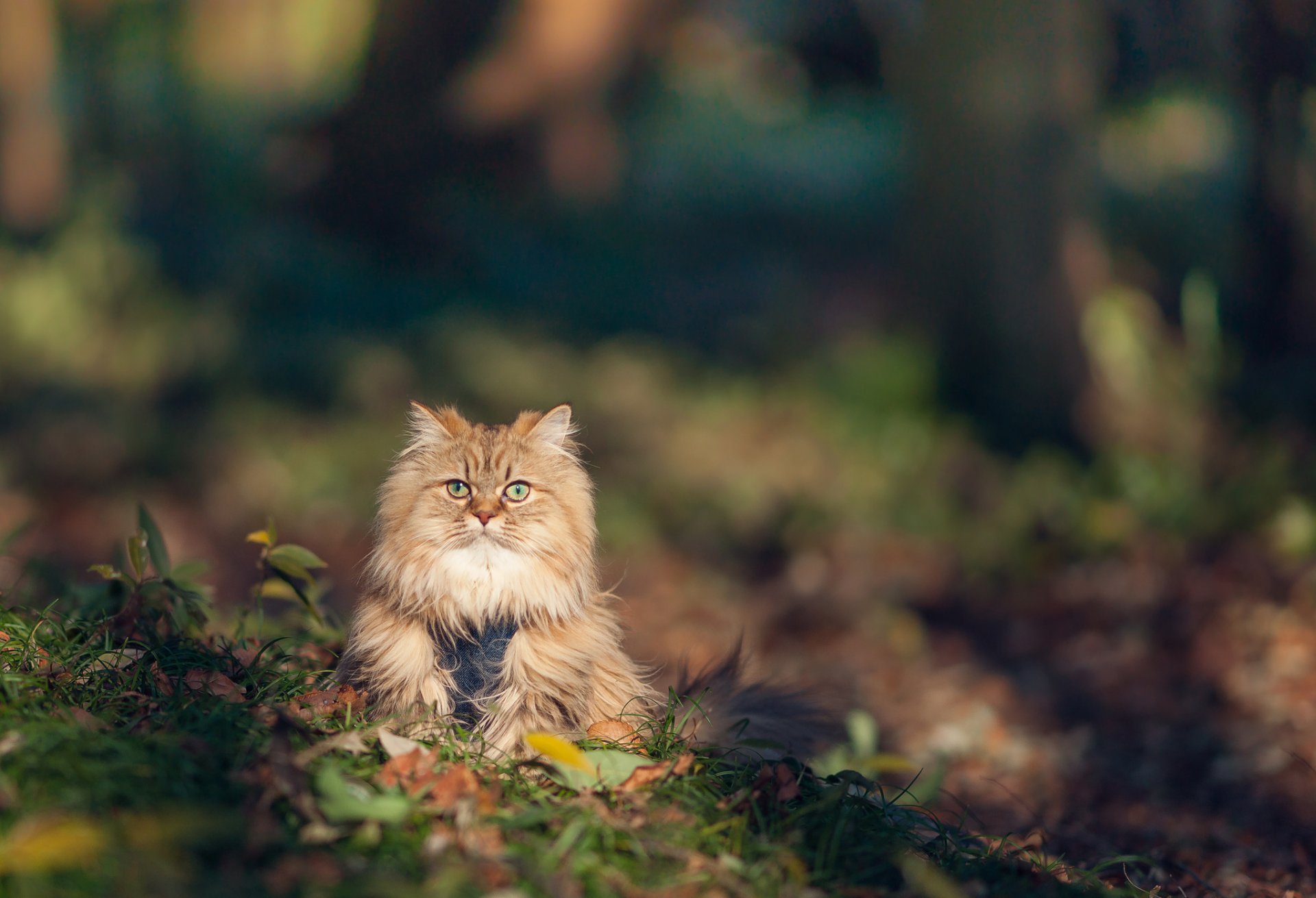 camomille © benjamin torode herbe