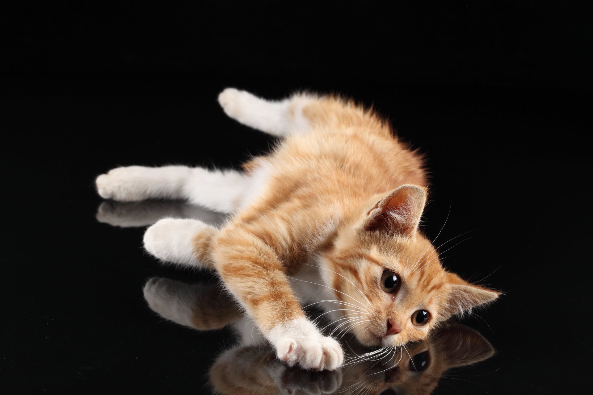 gatto rosso zampe bianche muso baffi si trova pavimento nero riflessione