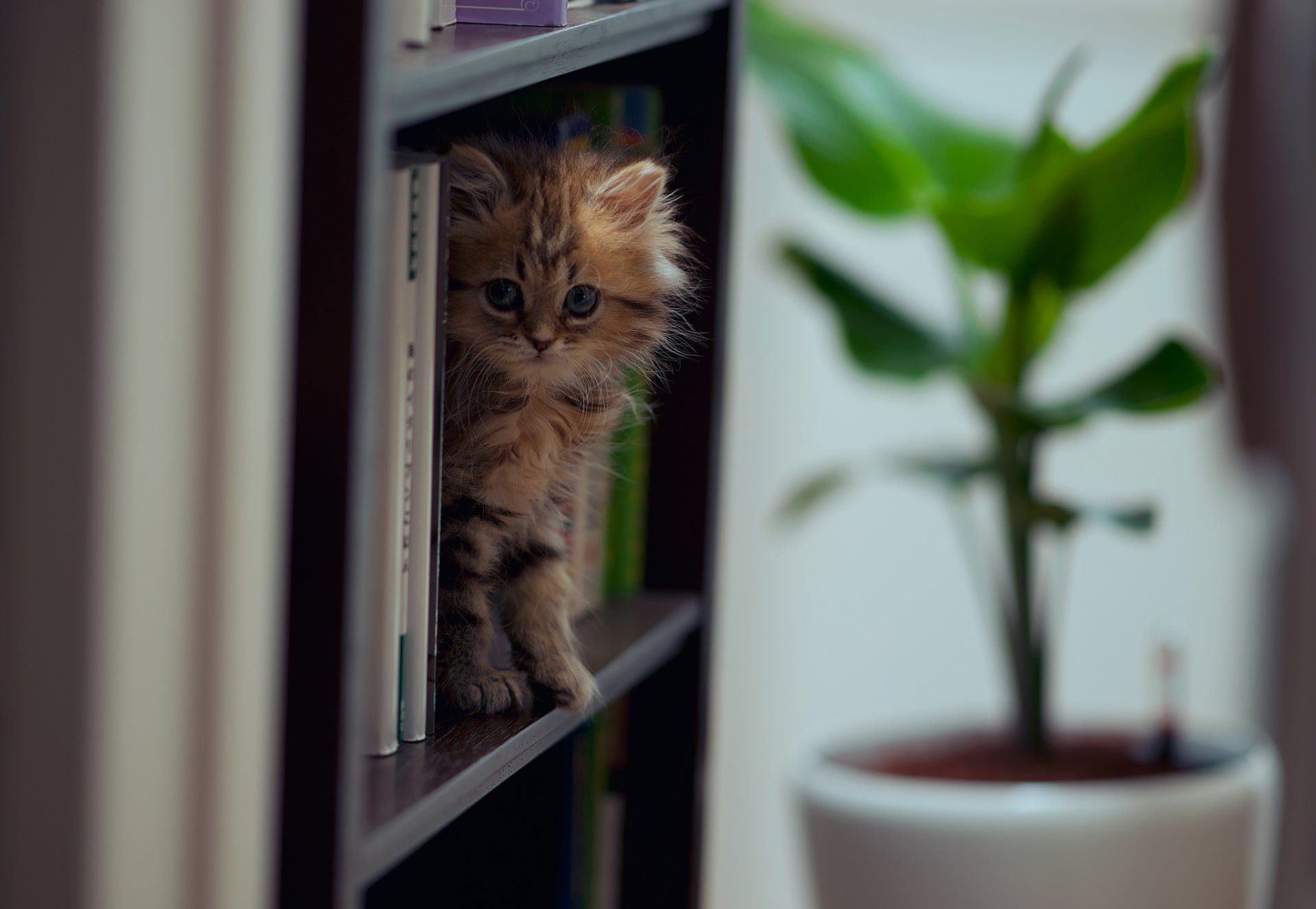 cat daisy books © ben torode