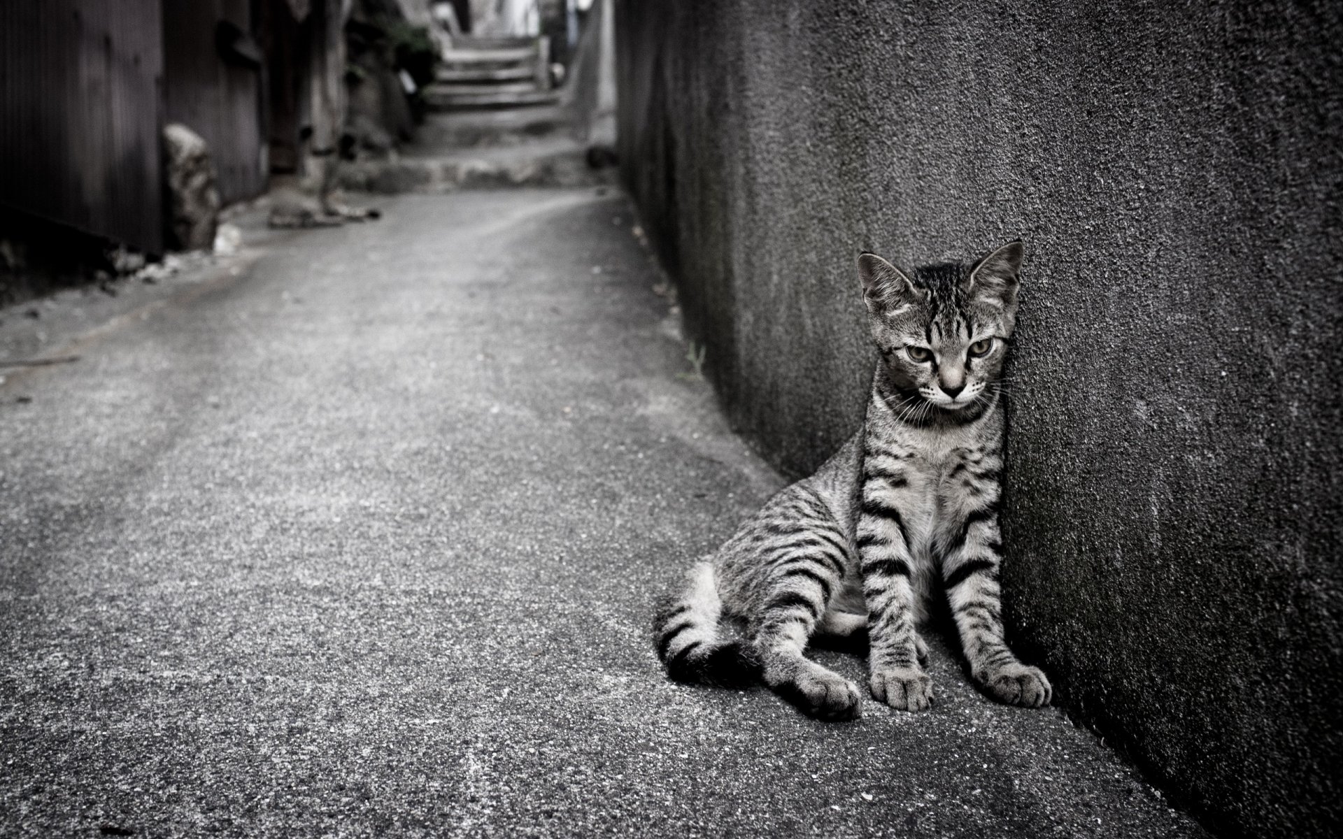 katze straße einsamkeit