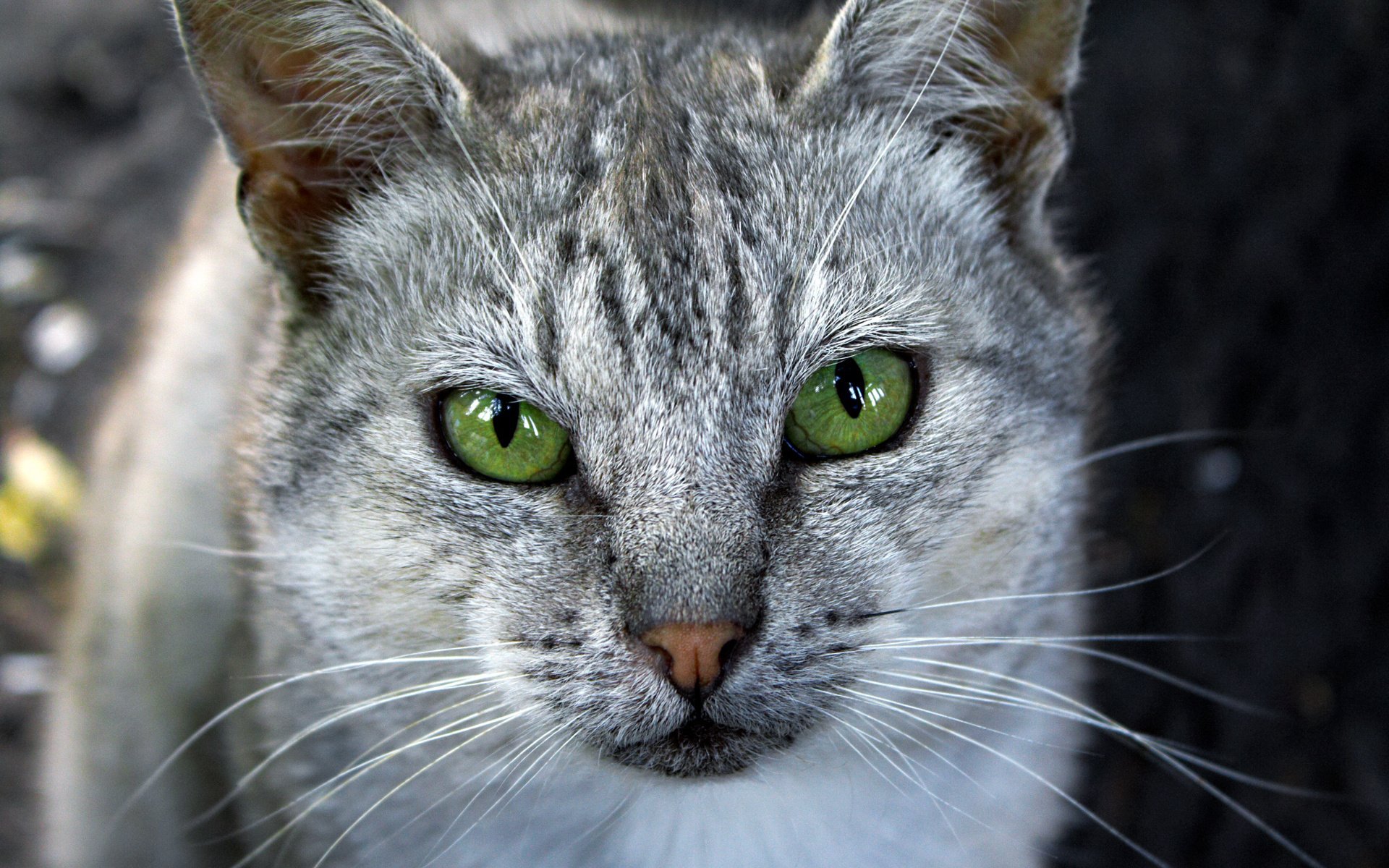 chat gris vert yeux