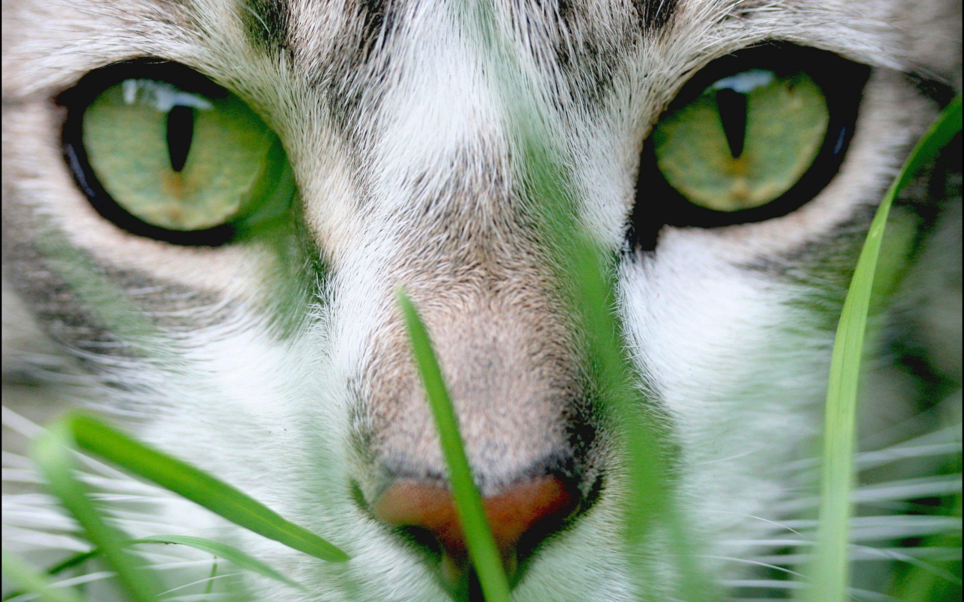 chat museau yeux vert herbe