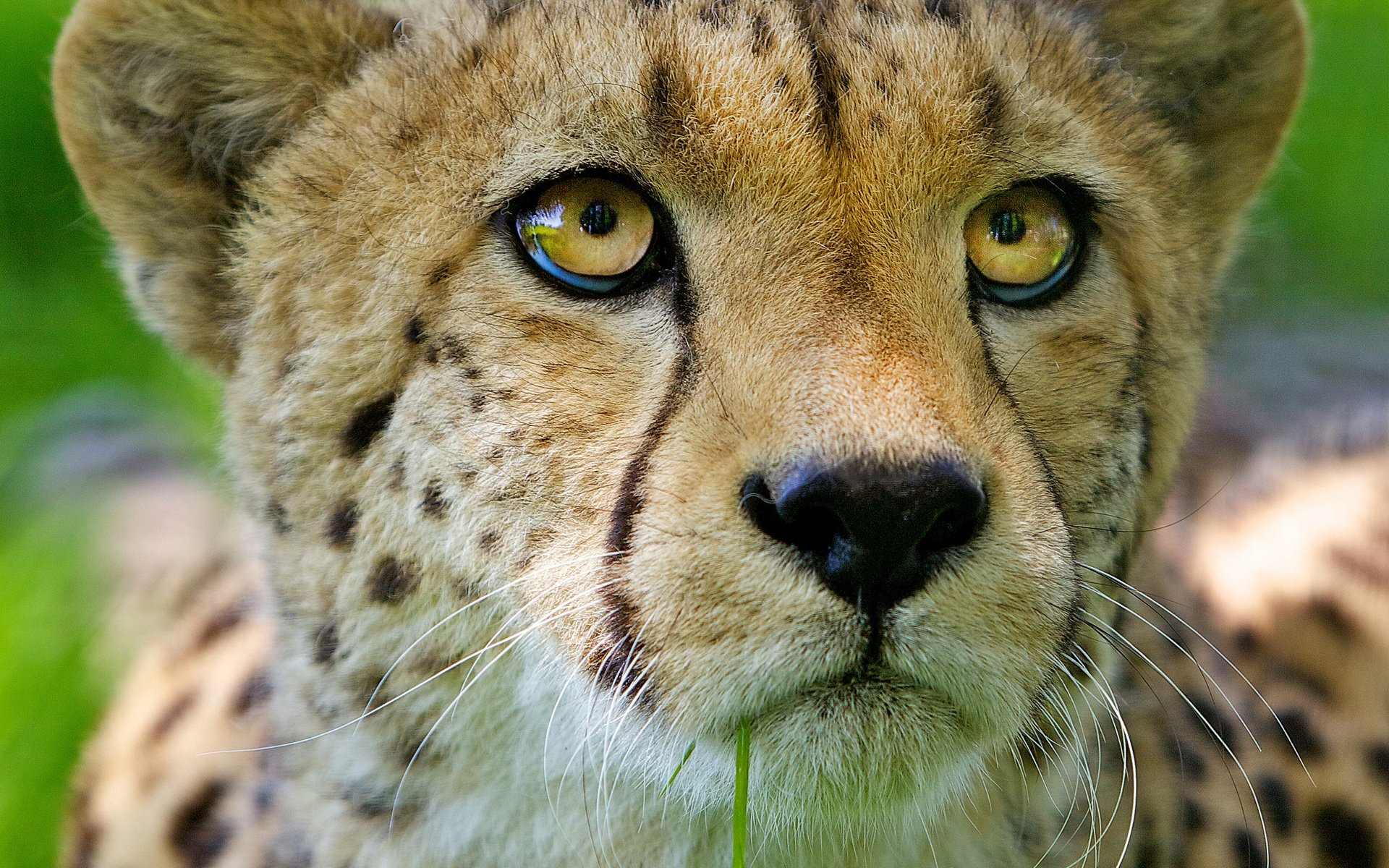 cat predator cheetah face view