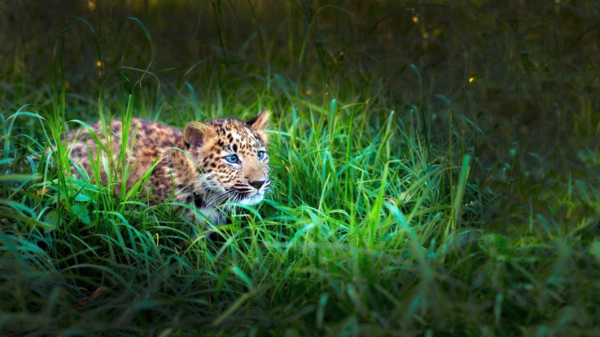 tiger leopard kind gras jagd blick aufmerksamkeit verkleidung