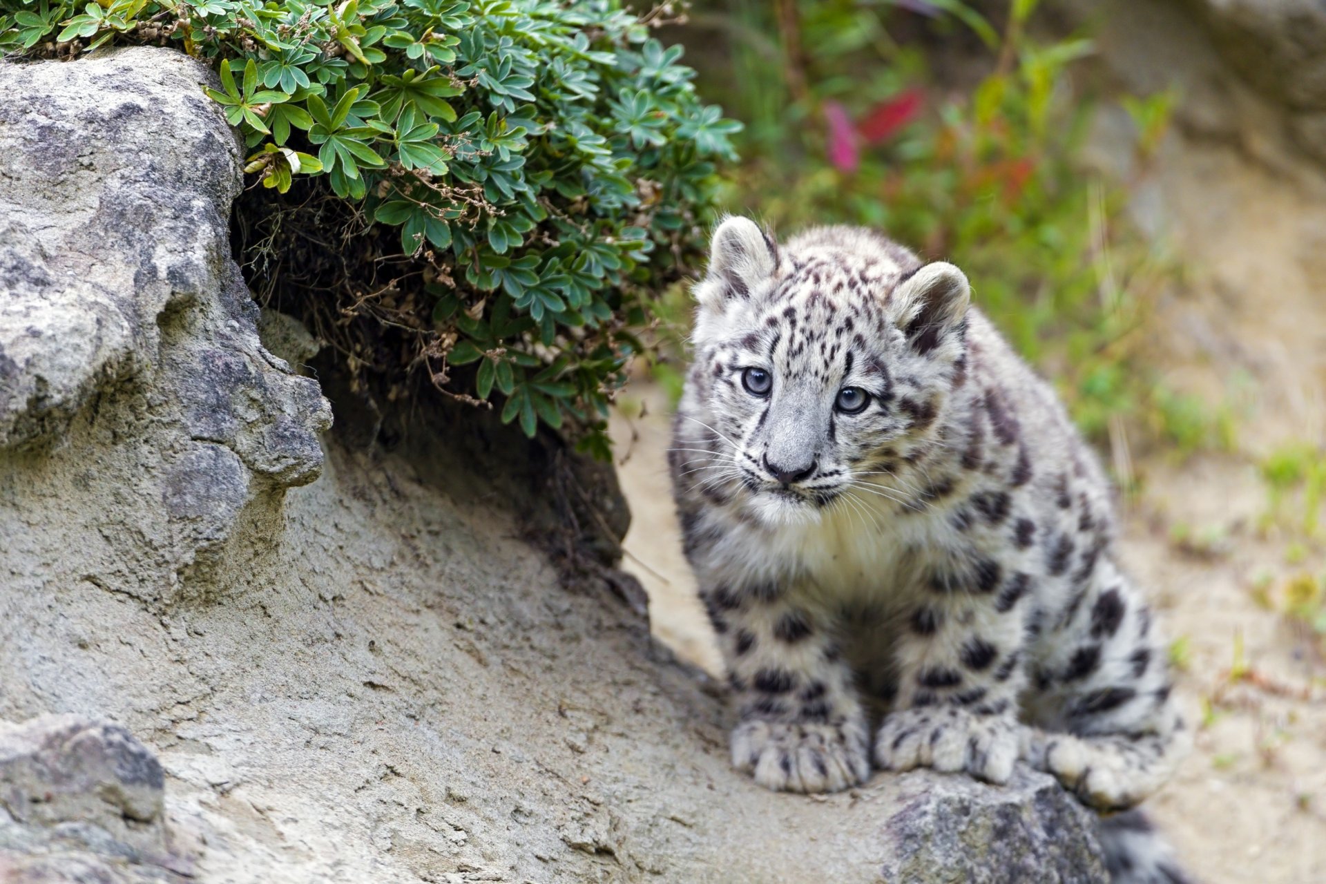 leopardo delle nevi irbis guarda