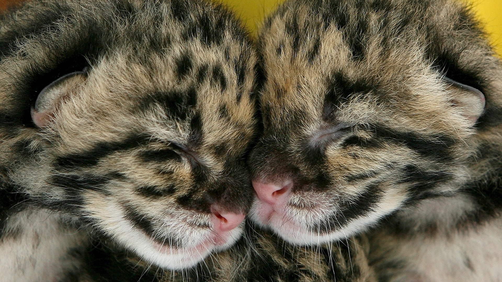 gatitos dos pareja juntos durmiendo manchado