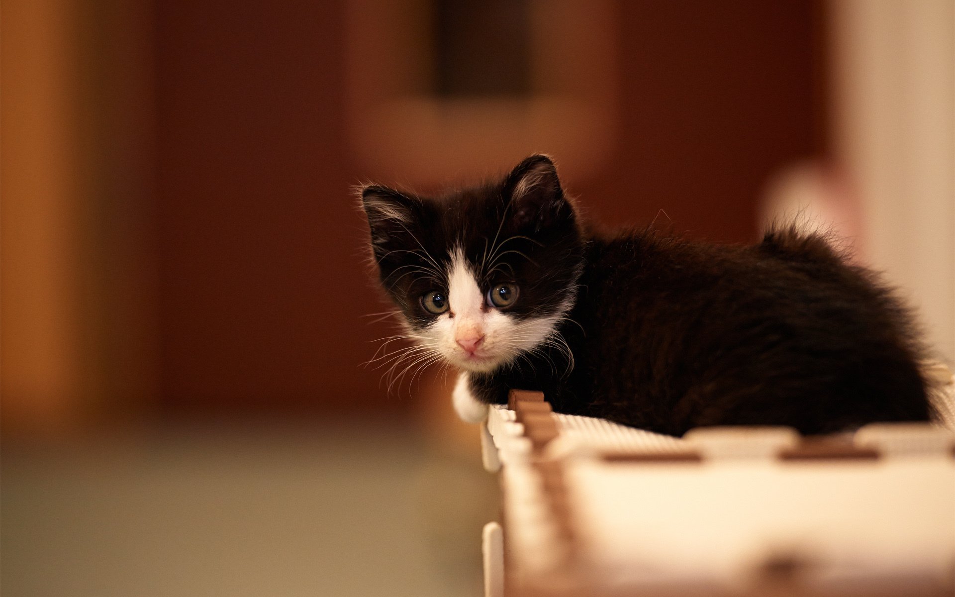 chaton chat noir et blanc mousse