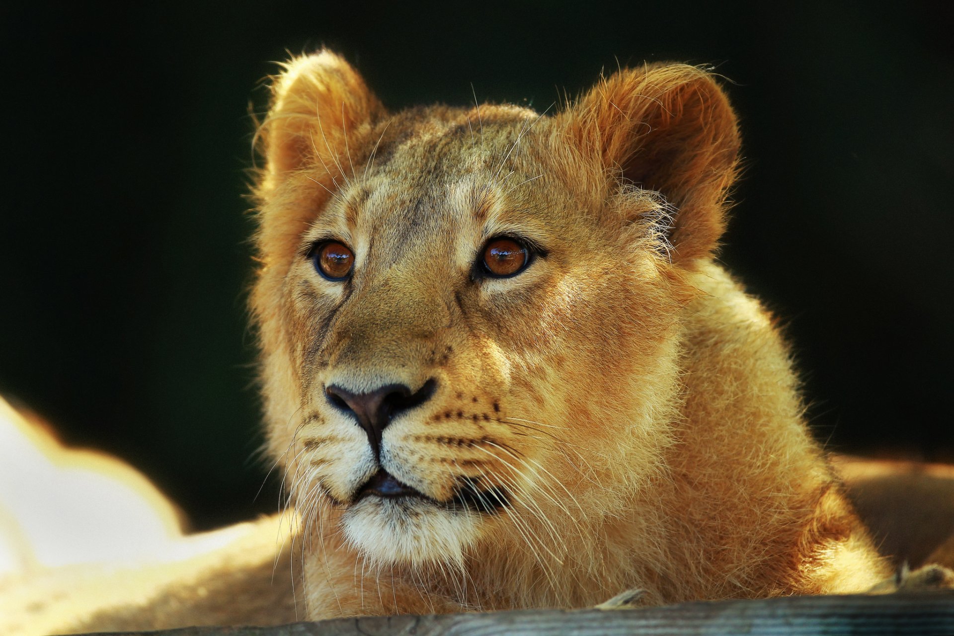 león cachorro de león gato grande hocico mirada