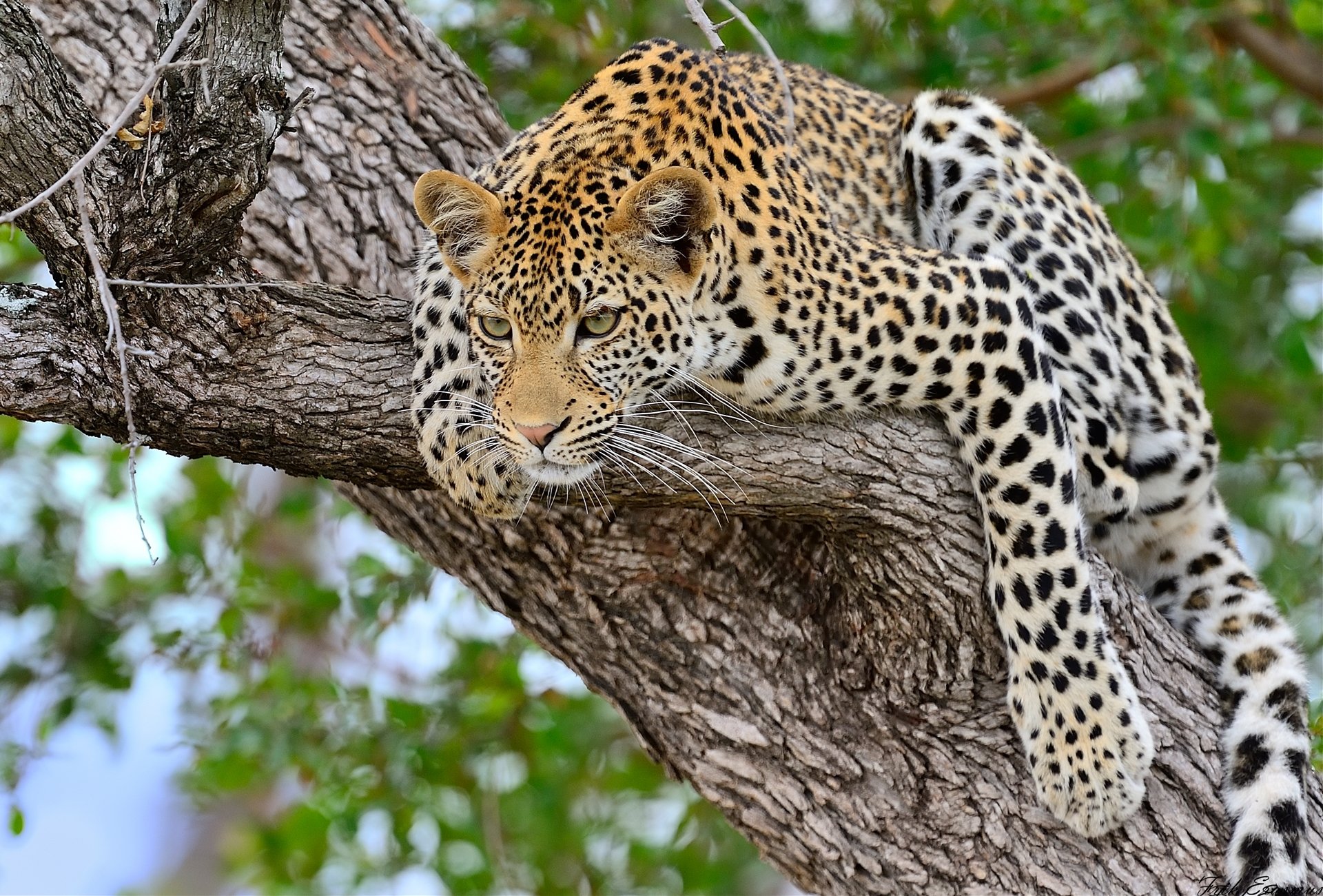 leopardo gato grande árbol