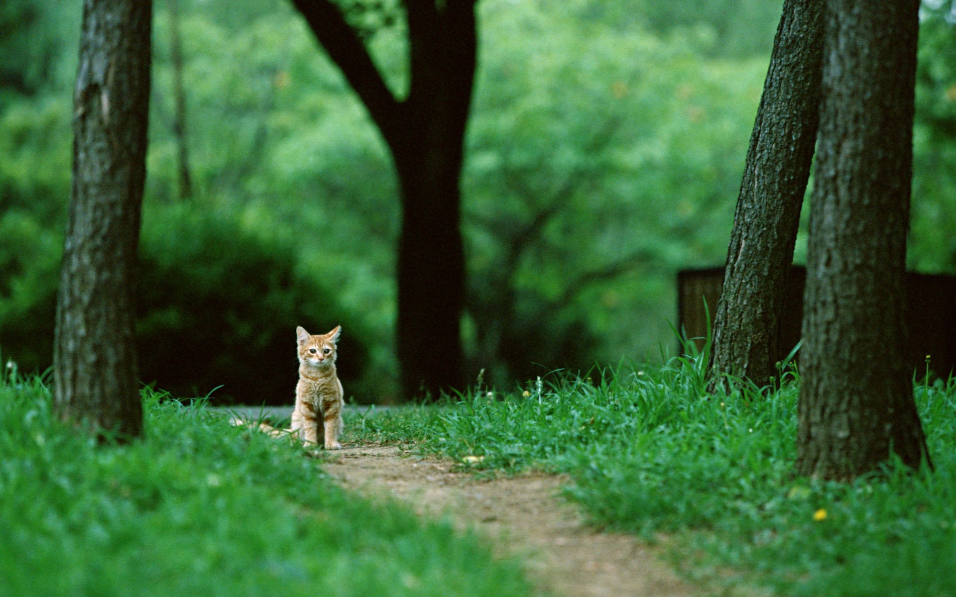 cat cat kitten ginger sitting forest trees nature trail gra