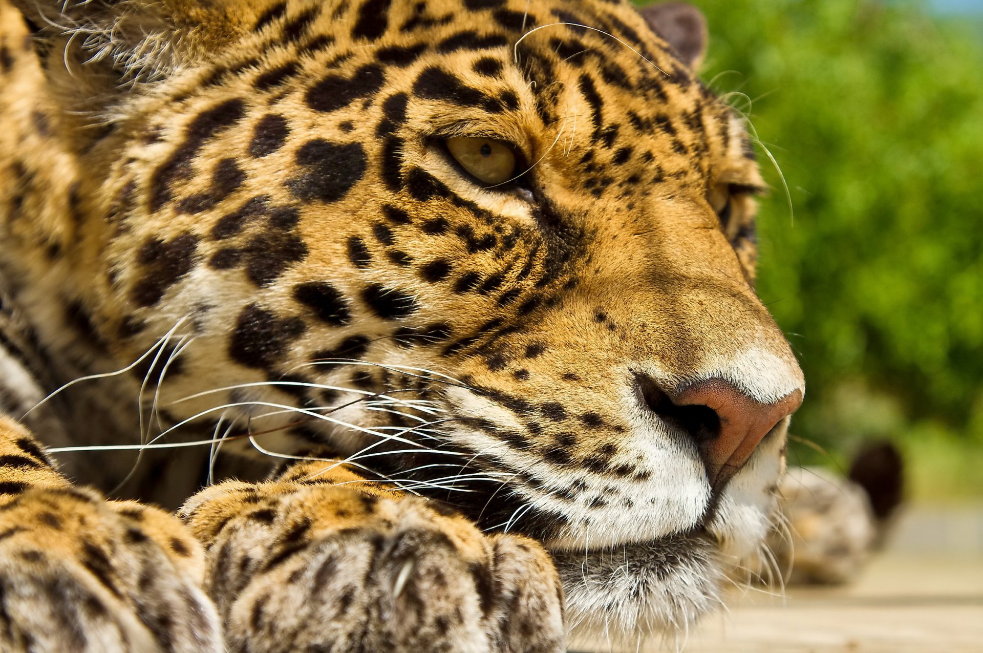 onca-panther jaguar schnauze schnurrbart pfoten ruhe