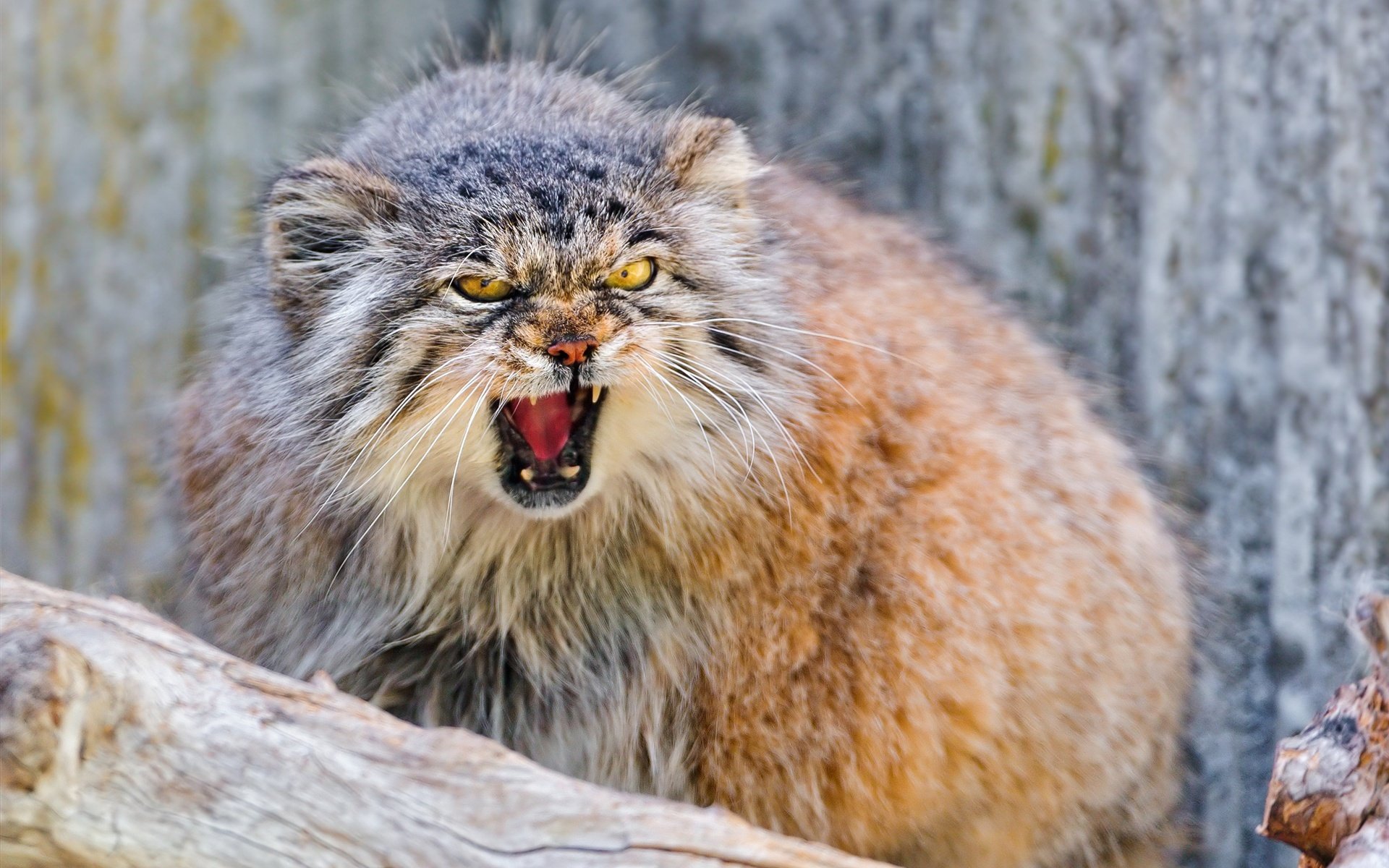 manul natur tiere wald