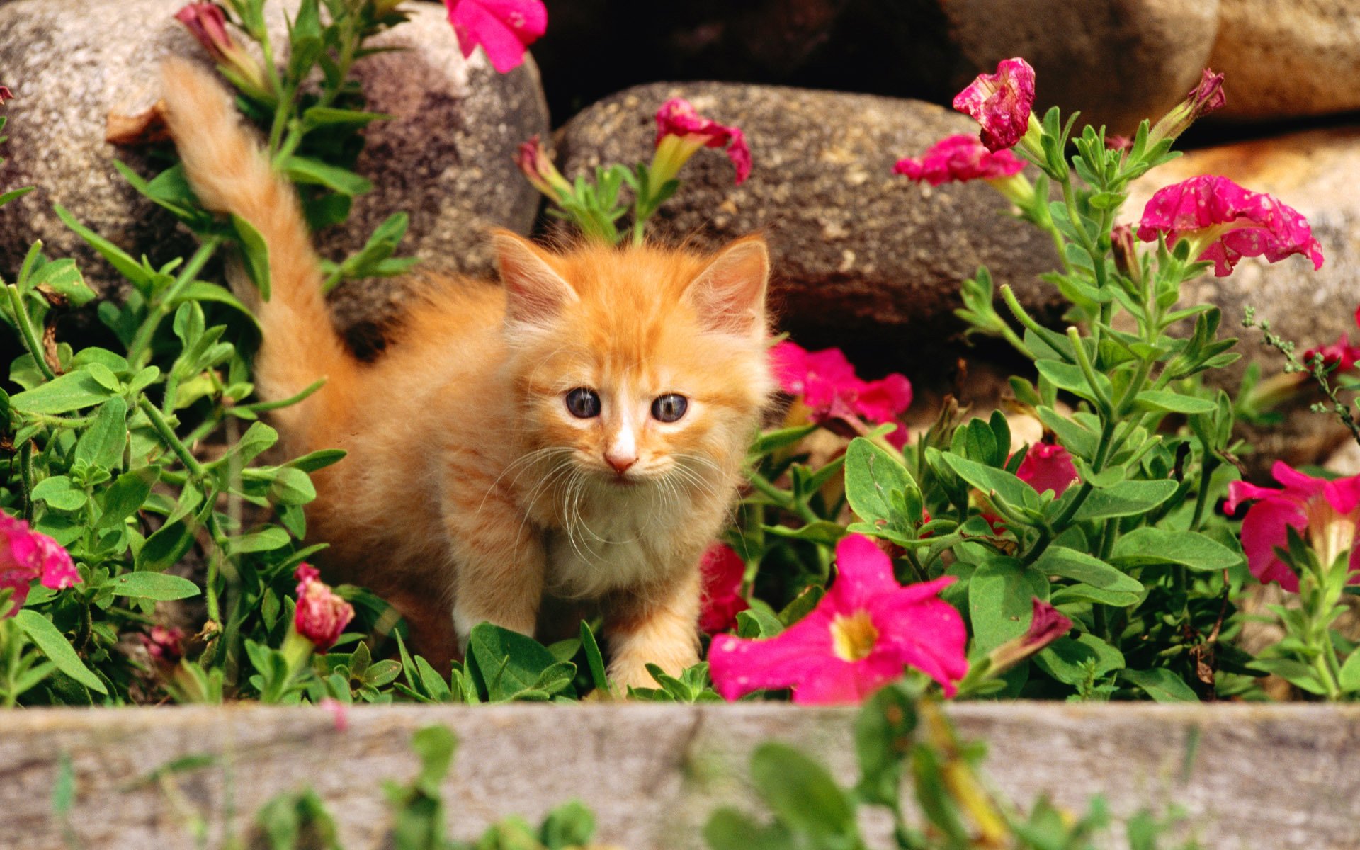 chat rouge chaton chat chatte chatte kote fleurs herbe pierres