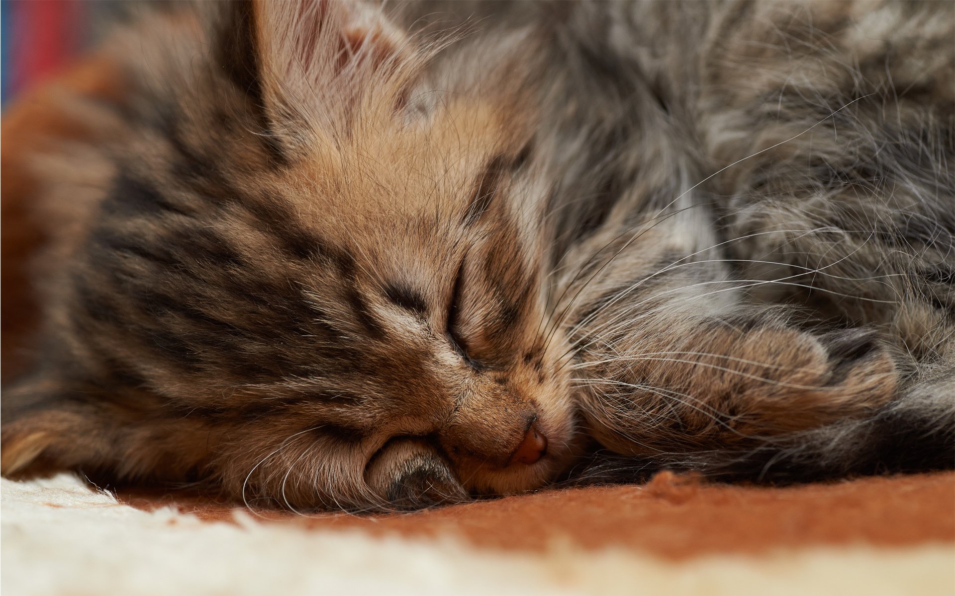 kätzchen katze schnauze schläft schlafen fell klein