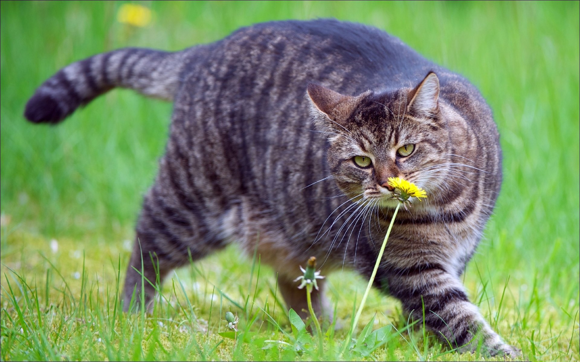 gras löwenzahn grau farbe