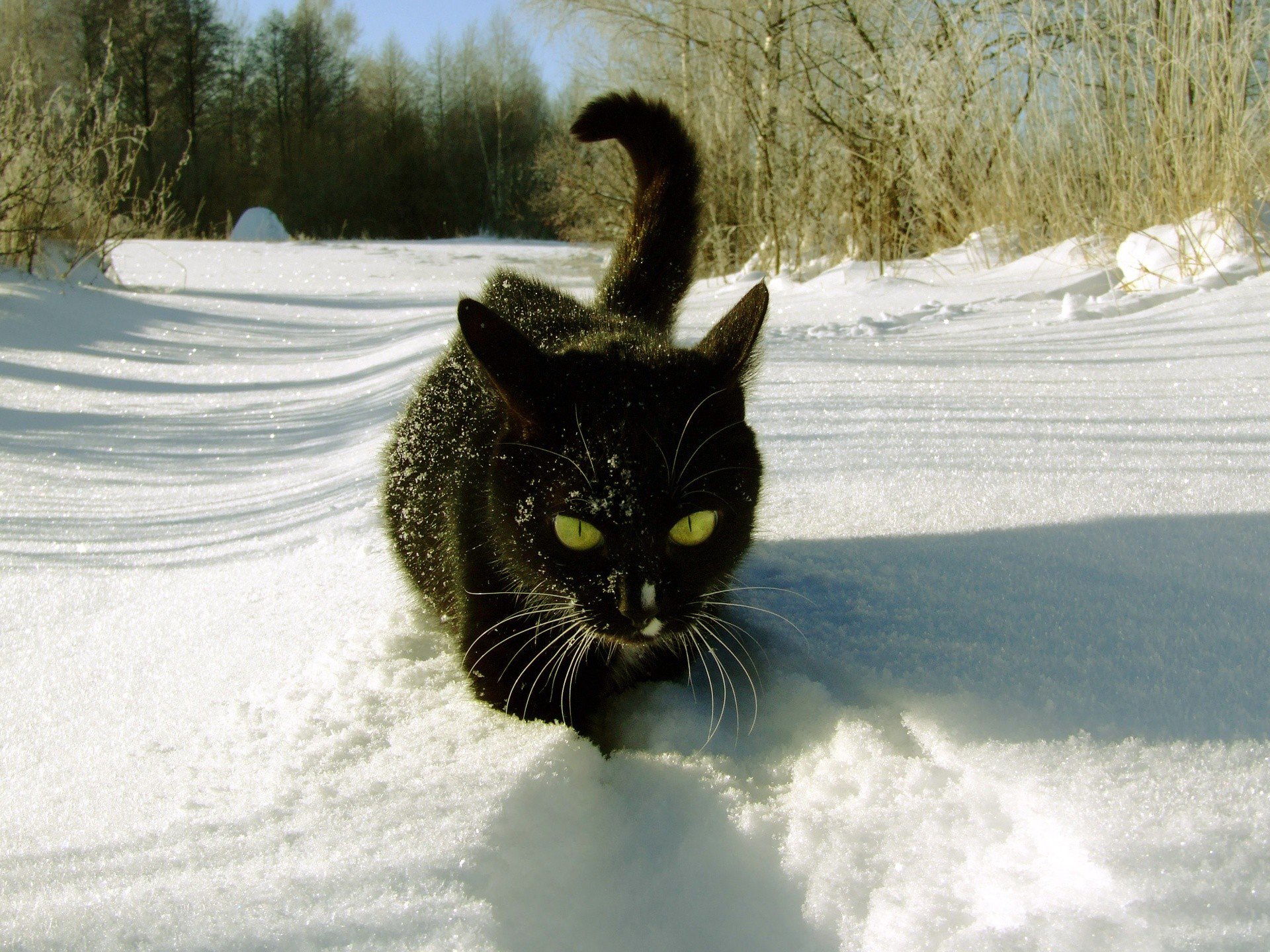 зима снег лес кот