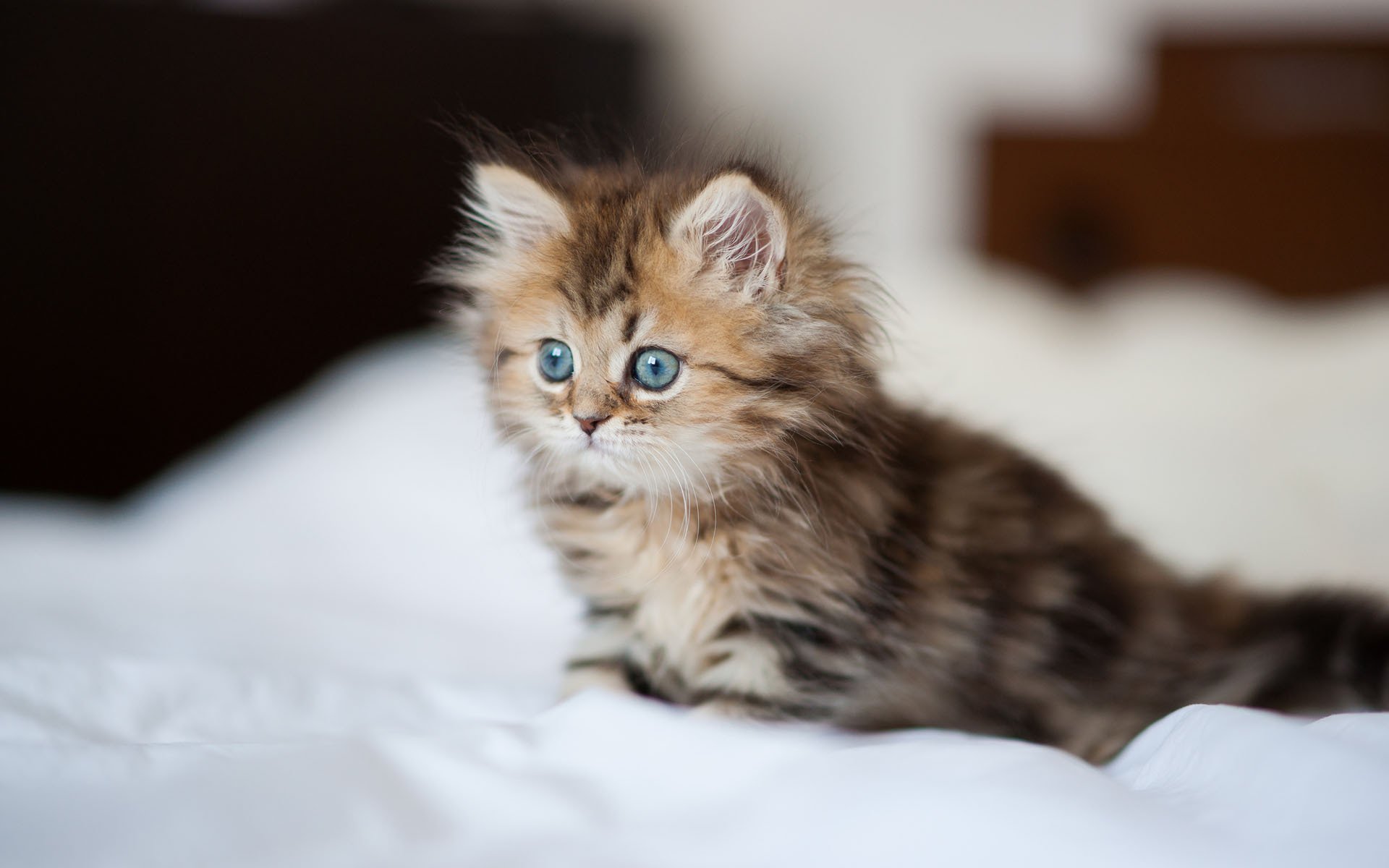 chat chaton marguerite ben torod drap de lit lit moelleux