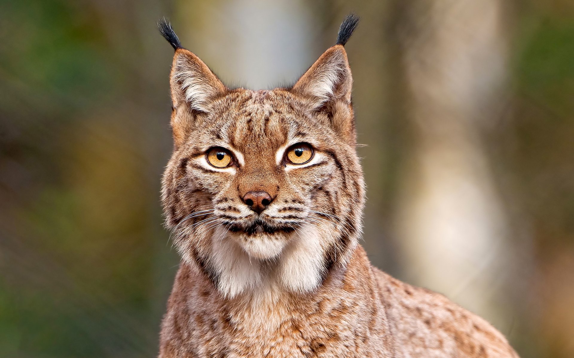 lynx face mustache view