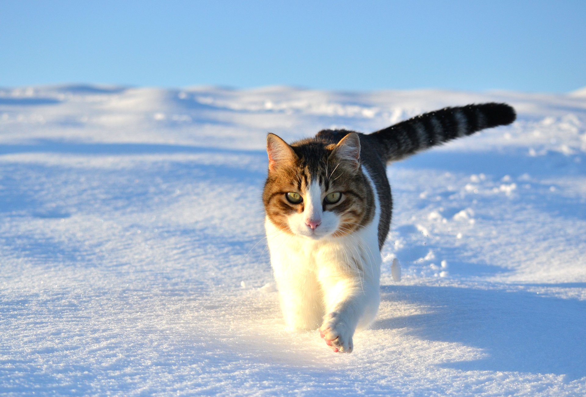 gato gato nieve caminar invierno