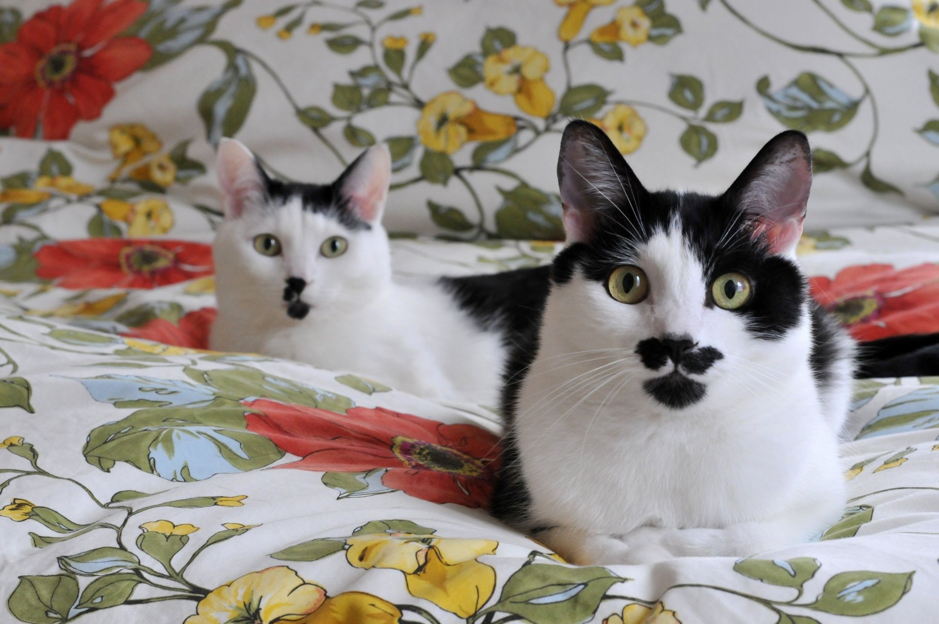 cats black and white faces blanket