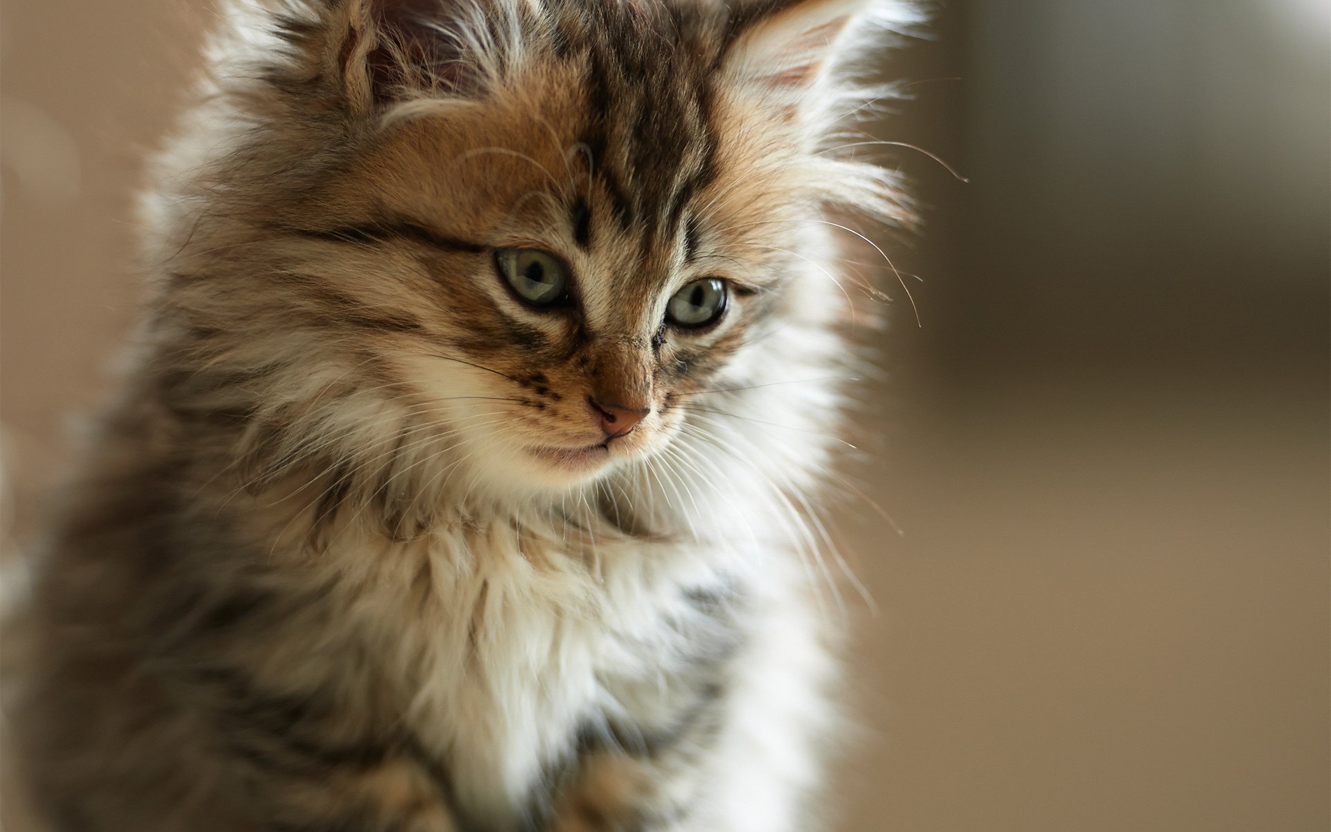 kätzchen katze schnauze fell flauschig