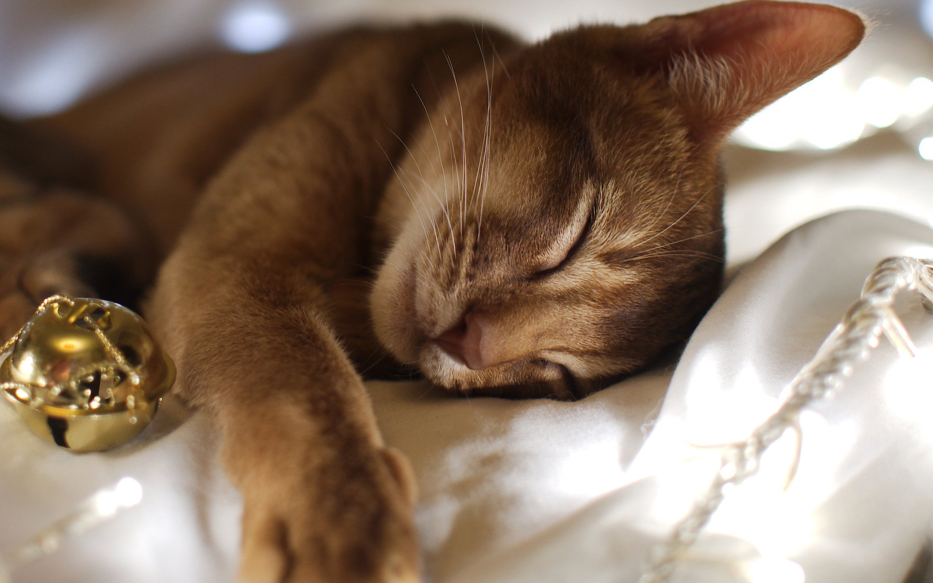 gato gato dormir sueño tela guirnalda bola año nuevo