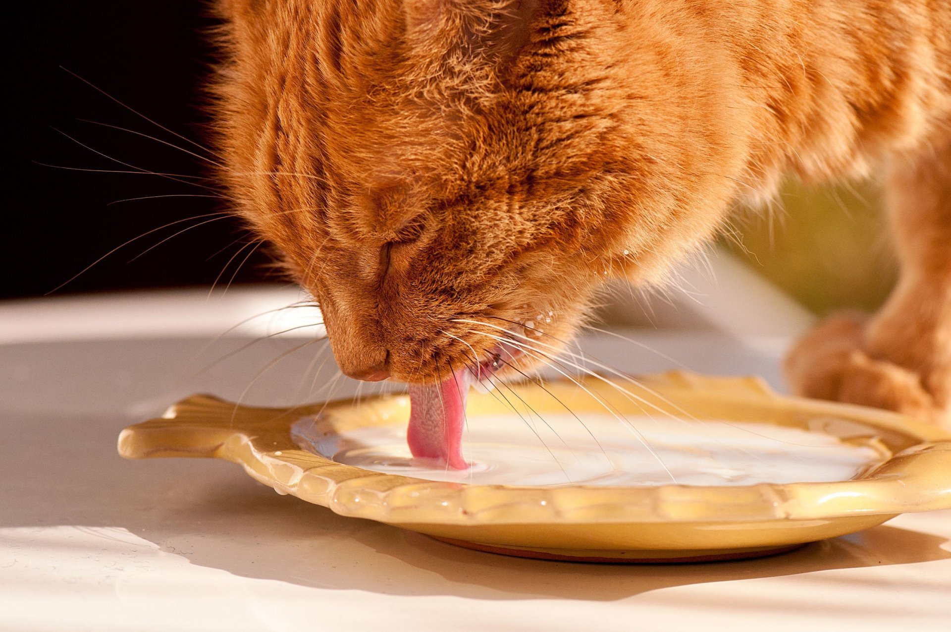 rothaarige katze milch zunge schnauze